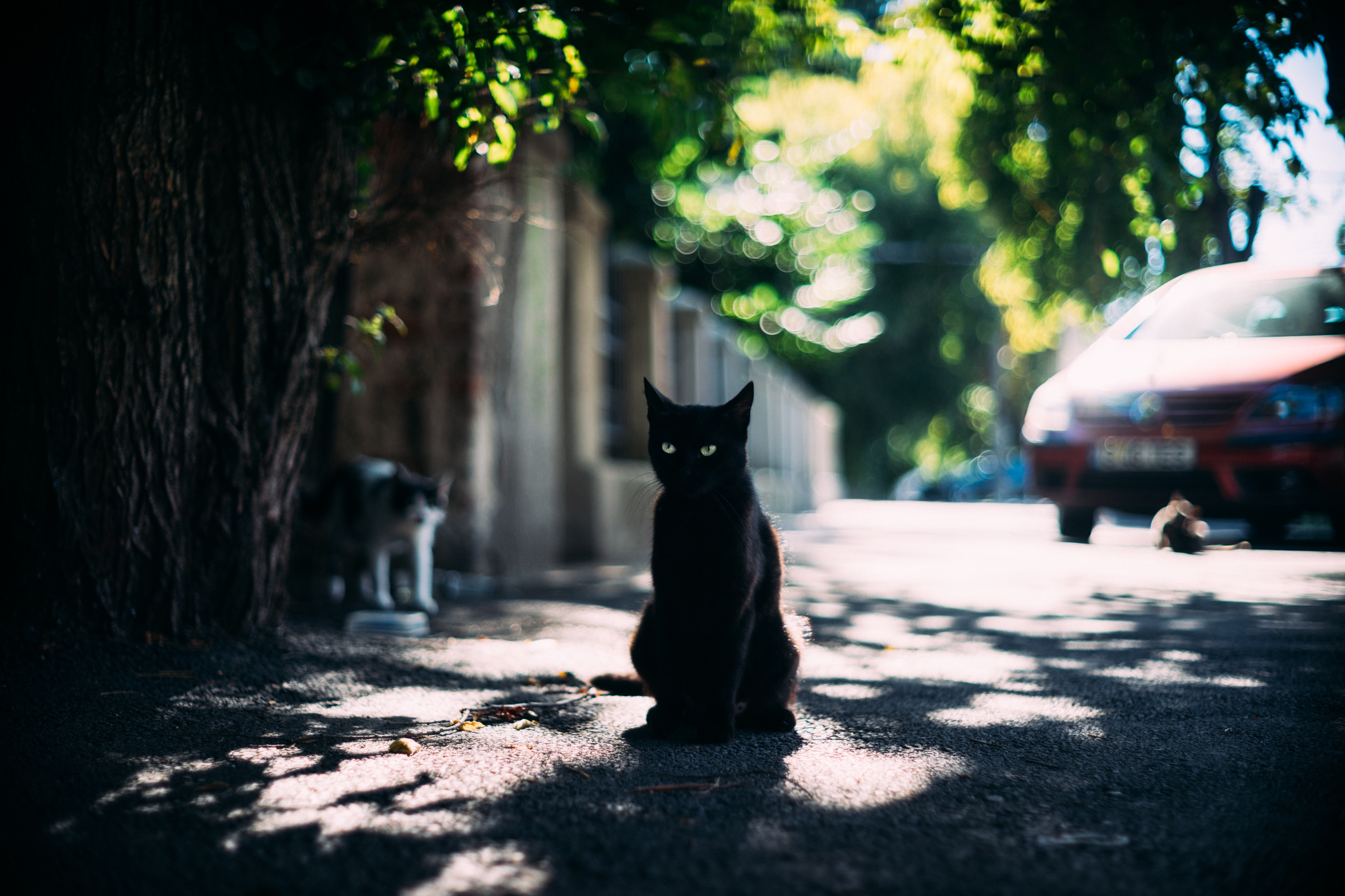 Картинки кошек на улице