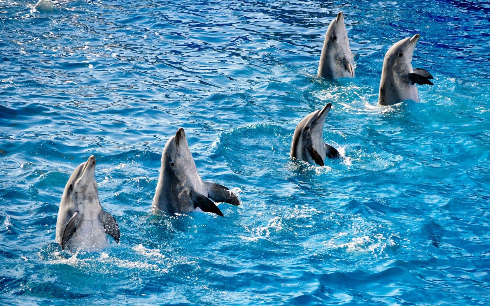 144891 скачать обои дельфины, бассейн, вода, животные, рябь, плавники, пятёрка - заставки и картинки бесплатно