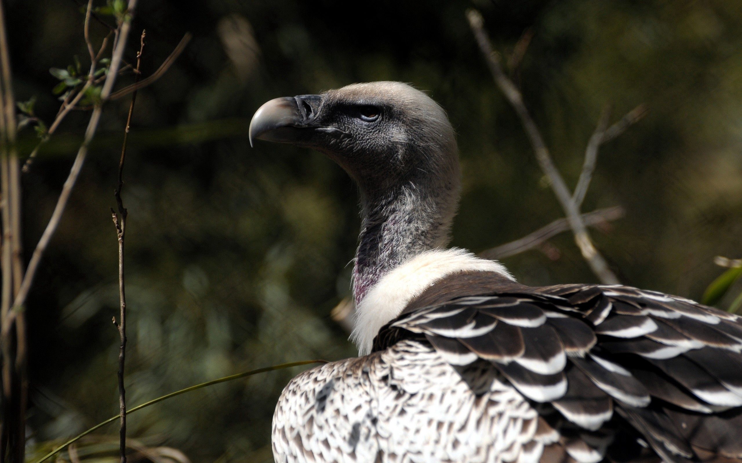 Download mobile wallpaper Predatory, Animals, Bird, Beak, Vulture for free.