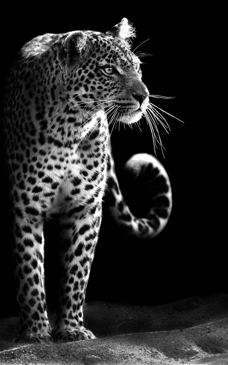 1151106 télécharger le fond d'écran animaux, léopard, chat sauvage, noir blanc, noir & blanc, chats - économiseurs d'écran et images gratuitement