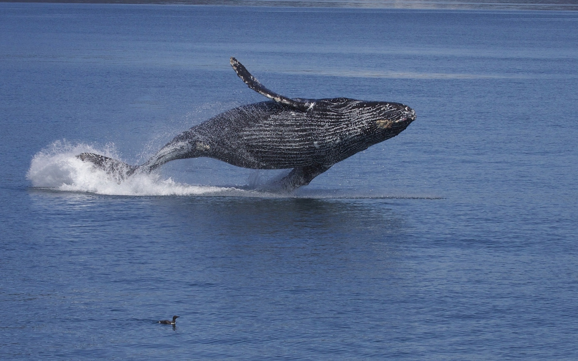 608066 скачать обои животные, кит, горбатый кит, вода - заставки и картинки бесплатно