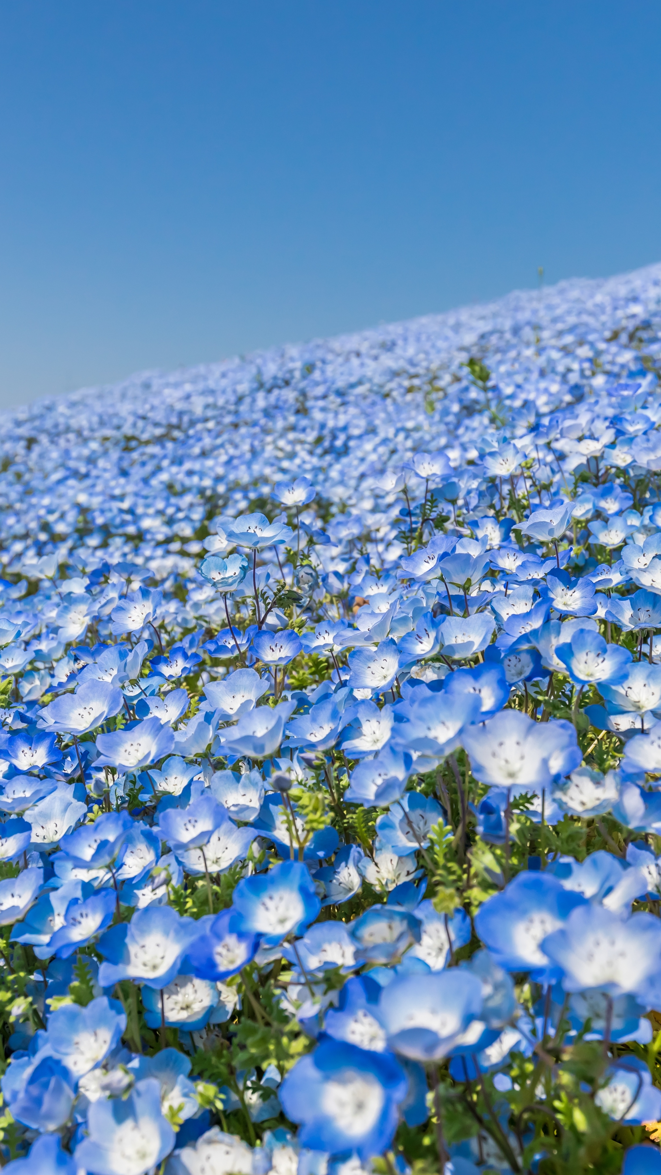 青い花の背景