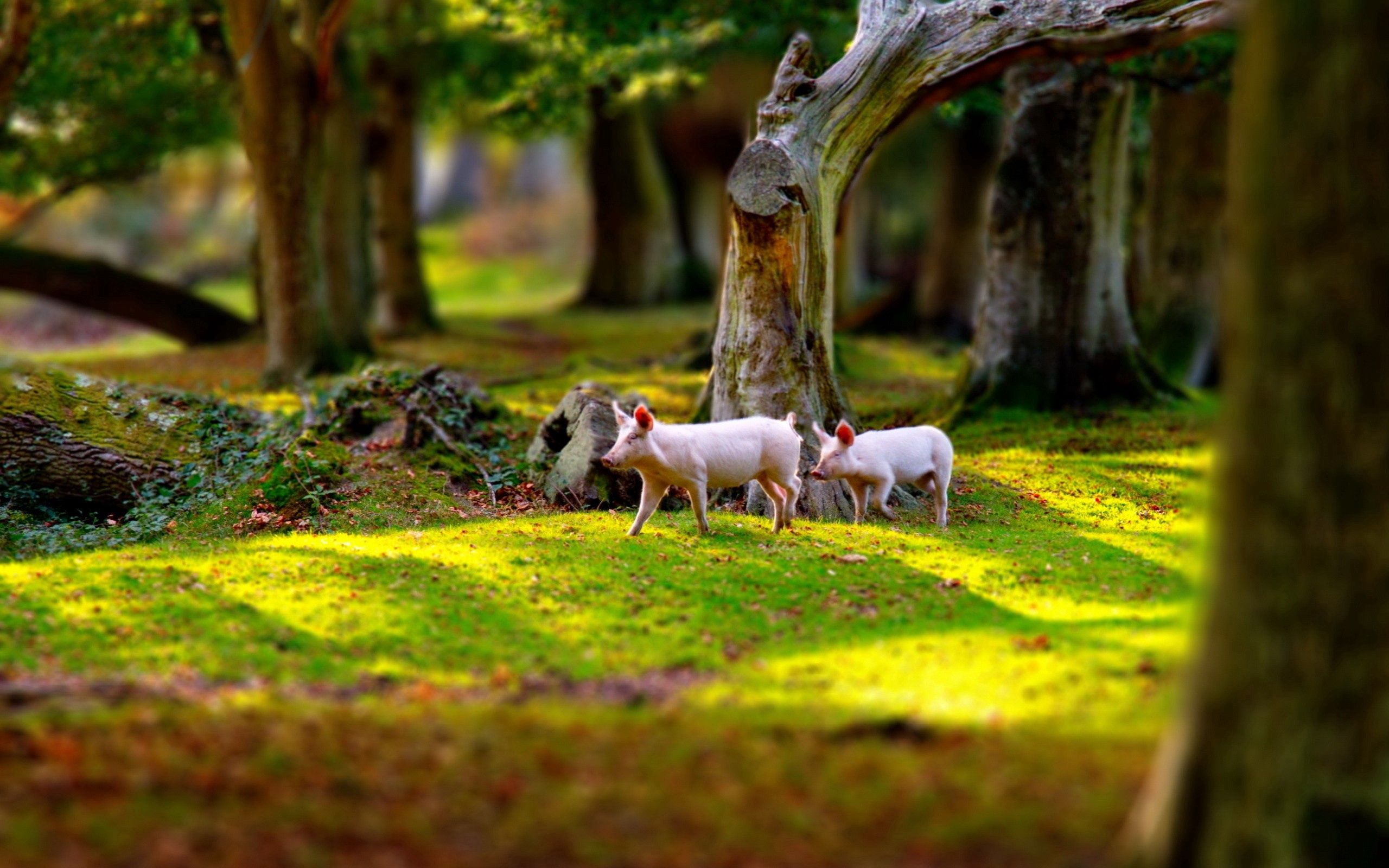 grass, animals, trees, pigs, field, stroll, piglets