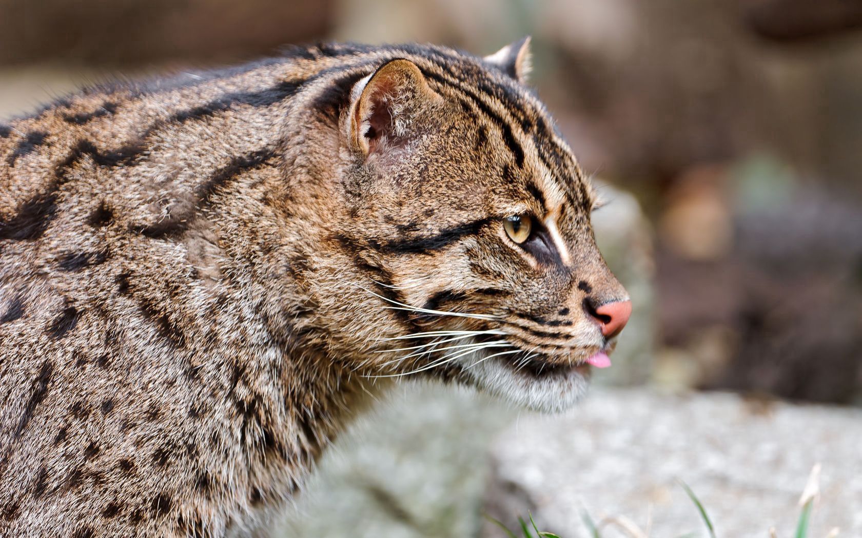 Free download wallpaper Spotted, Spotty, Wild, Animals, Big Cat, Fishing Cat, Fish Cat on your PC desktop