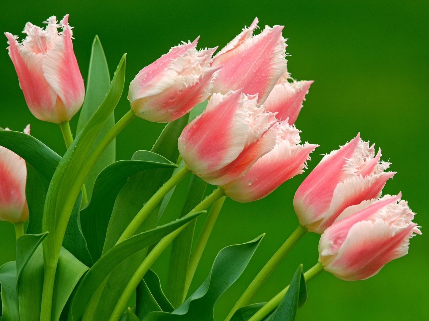 Скачать картинку Тюльпаны, Цветы, Растения в телефон бесплатно.