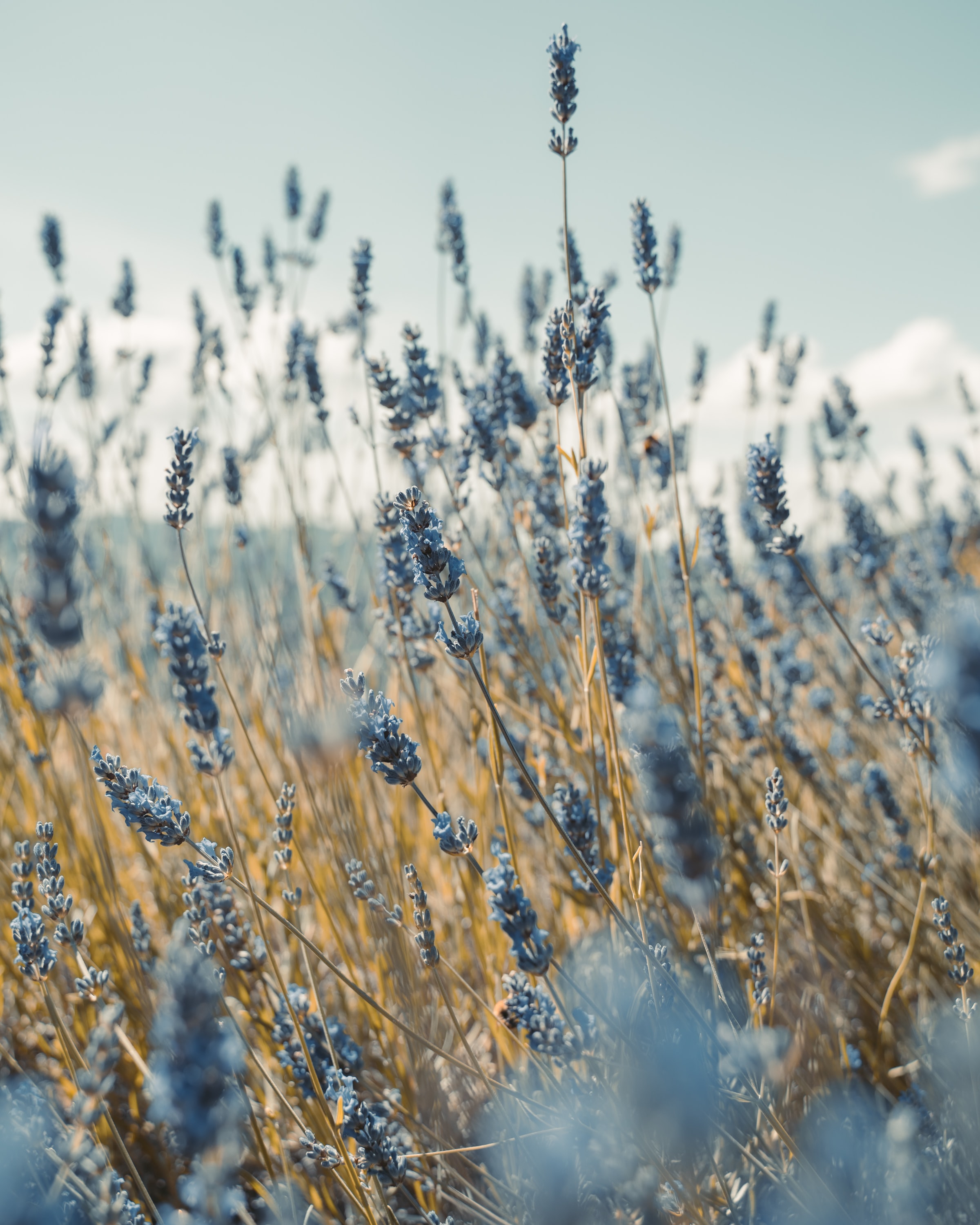 lavender, flowers, blue, field Free Stock Photo