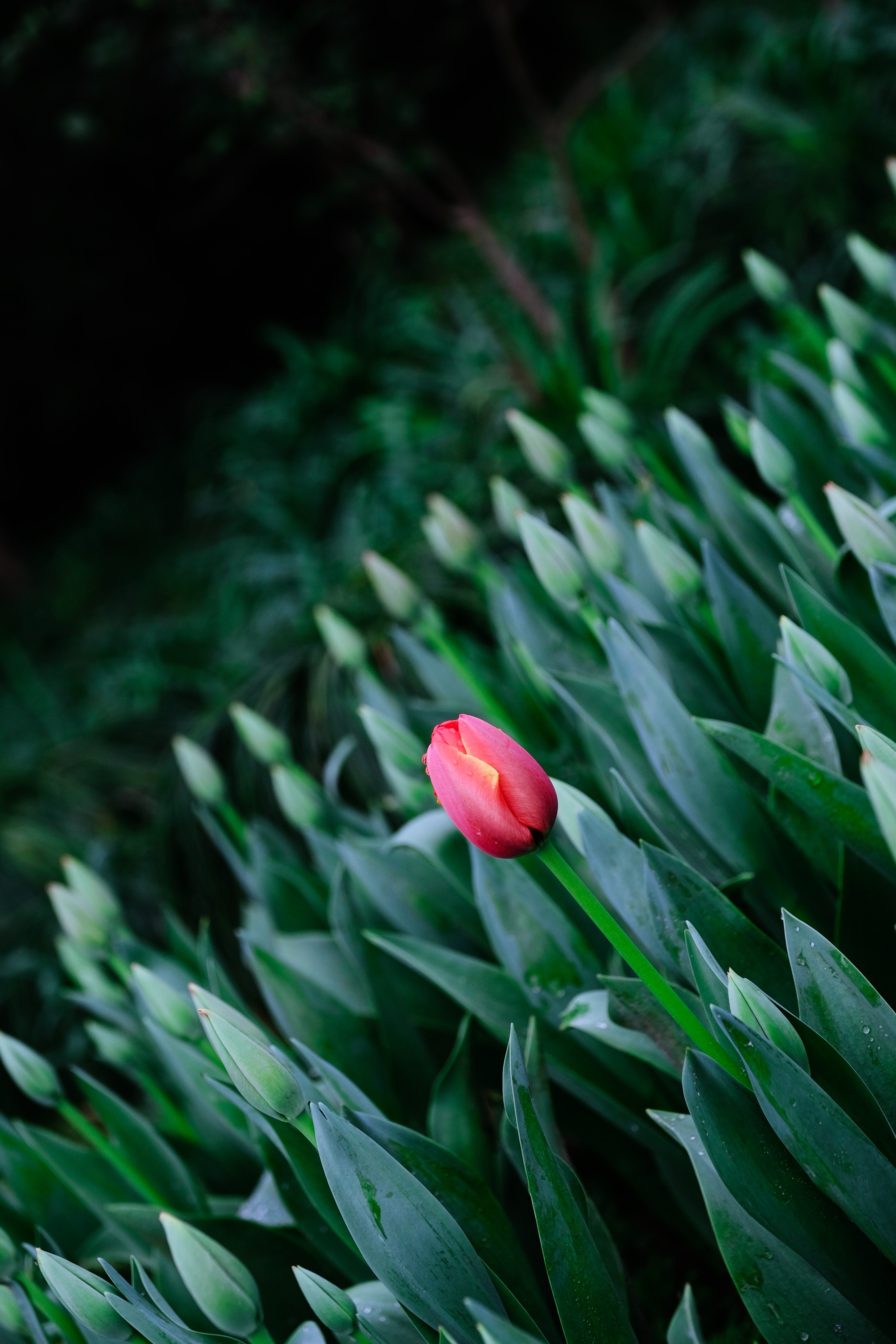 Laden Sie das Blühen, Tulip, Blühenden, Tulpe, Blumen, Frühling-Bild kostenlos auf Ihren PC-Desktop herunter