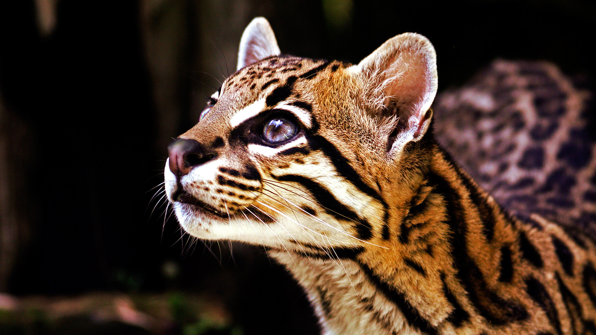 animal, ocelot, cats images