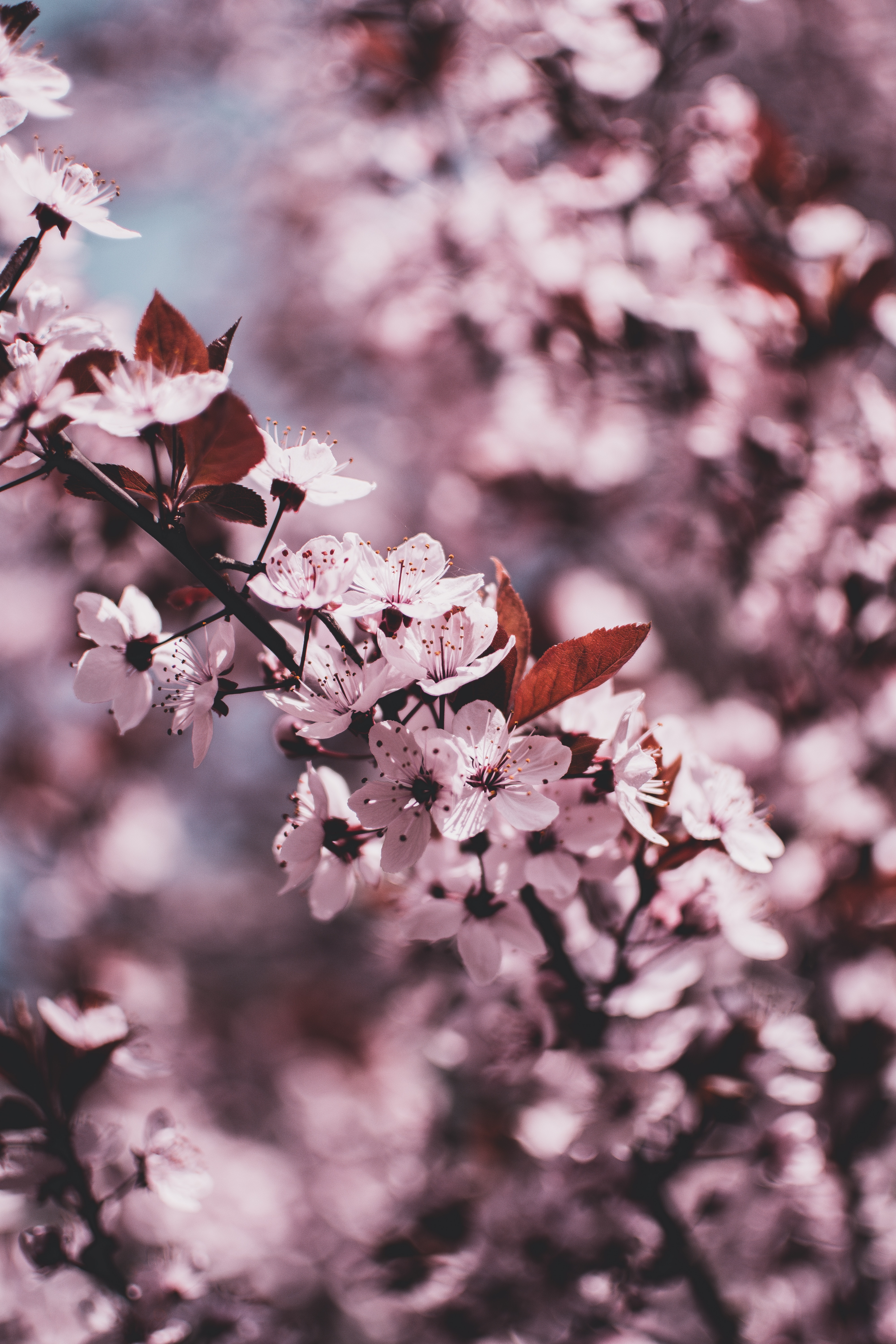 flowering, blur, flowers, smooth, bloom, branch, spring download HD wallpaper