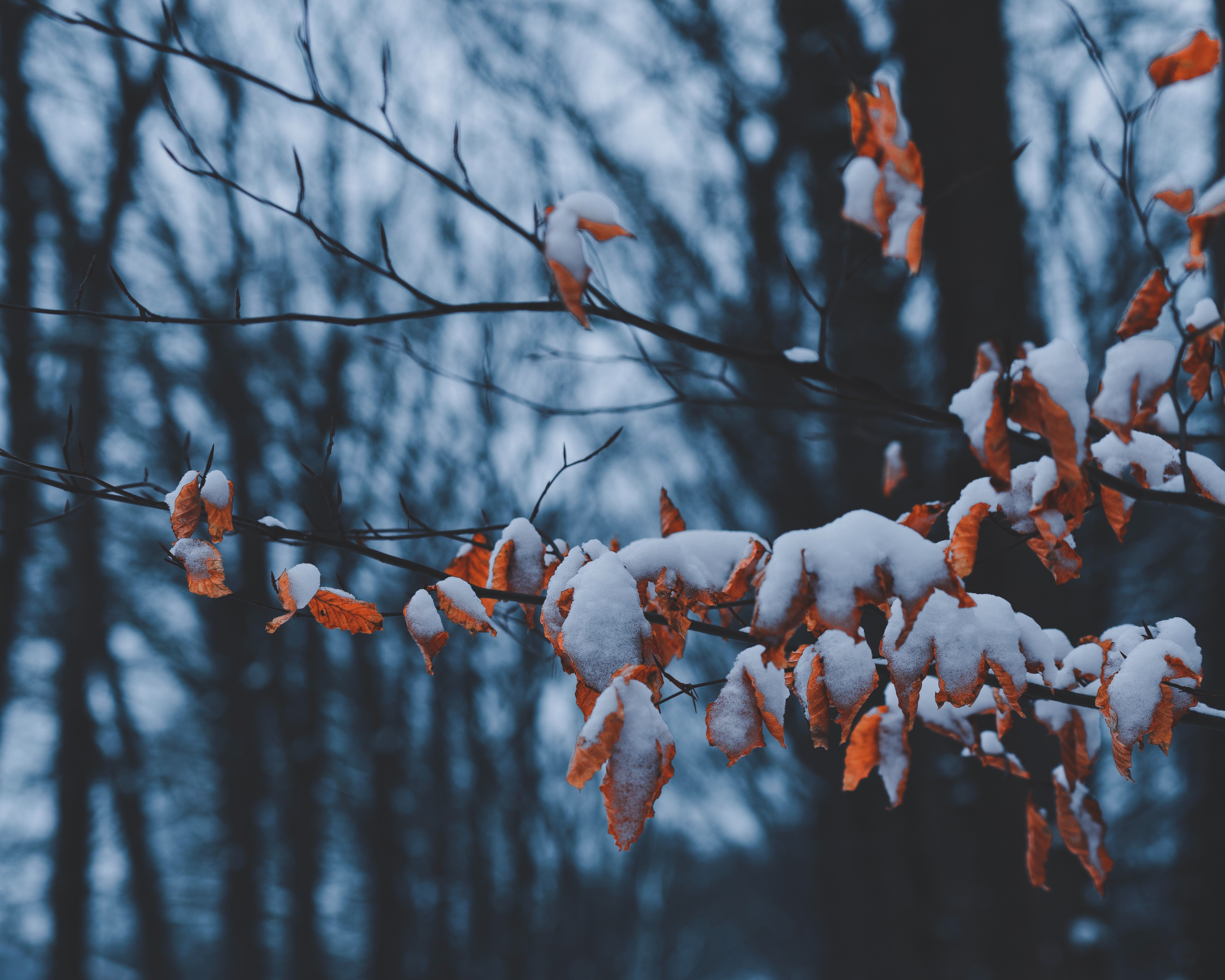 105789 descargar fondo de pantalla invierno, naturaleza, hojas, nieve, sucursales, ramas: protectores de pantalla e imágenes gratis