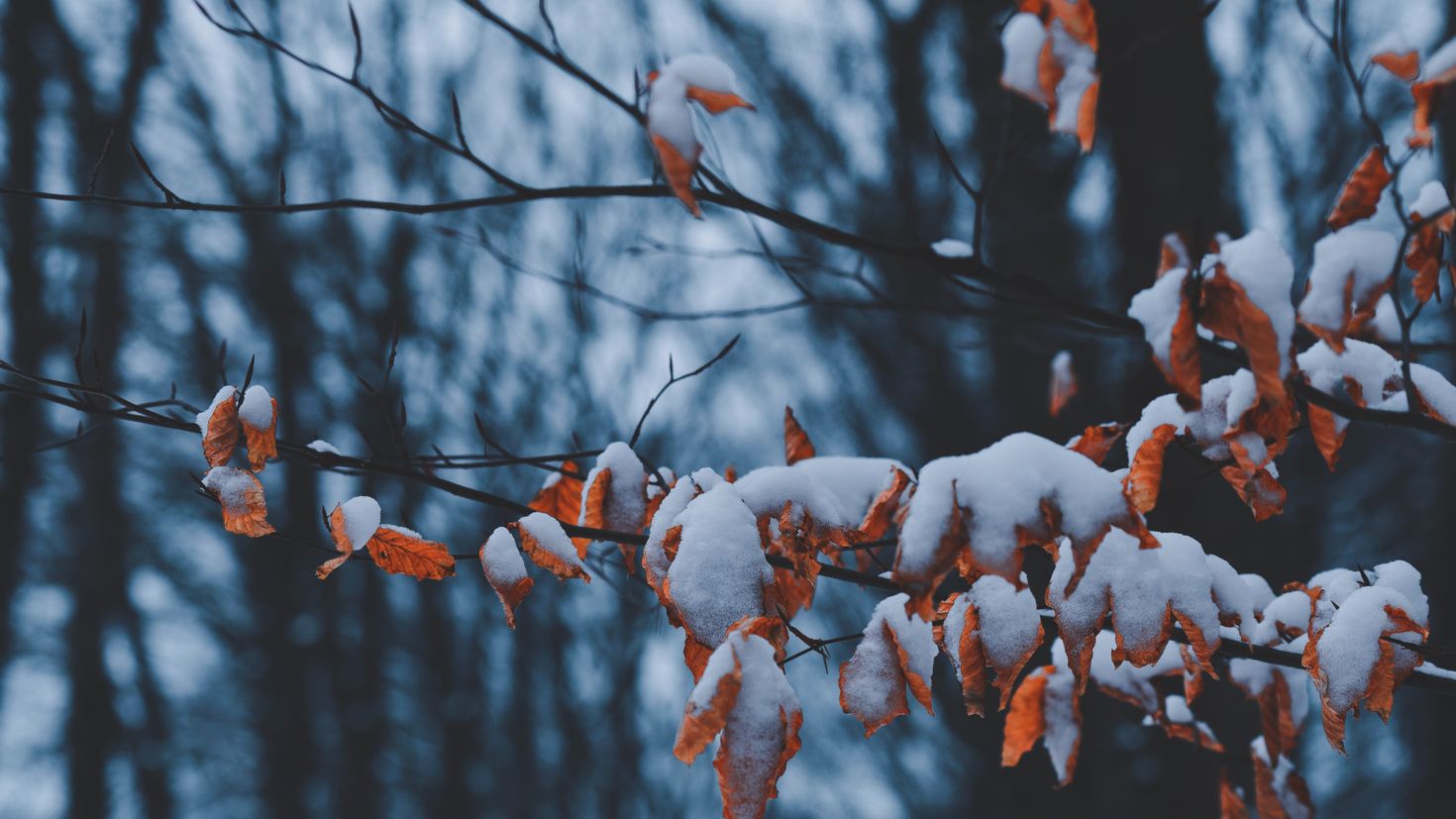 Осенние листья в снегу