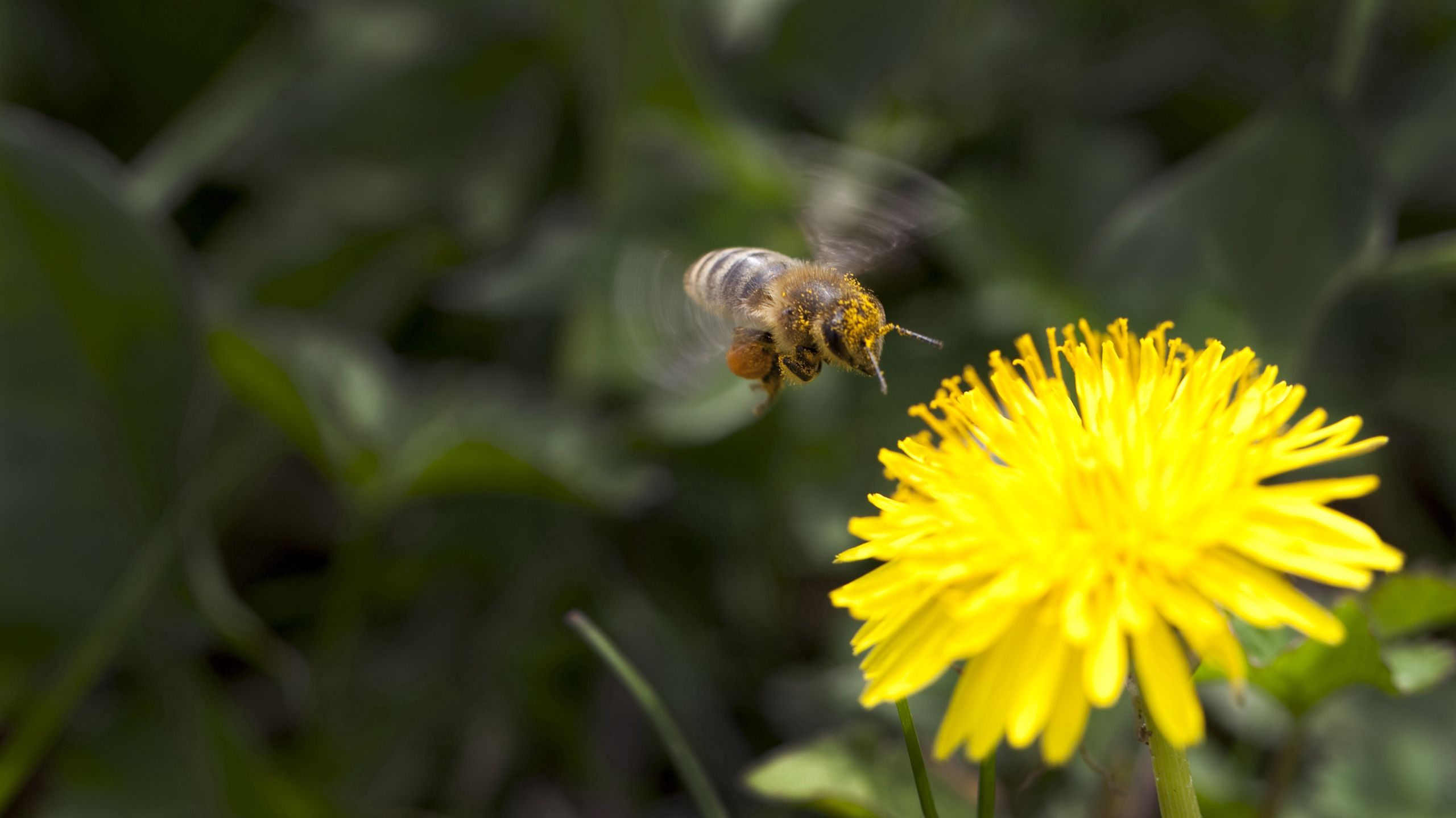 120235 скачать обои пчела, цветок, макро, желтый, опыление - заставки и картинки бесплатно