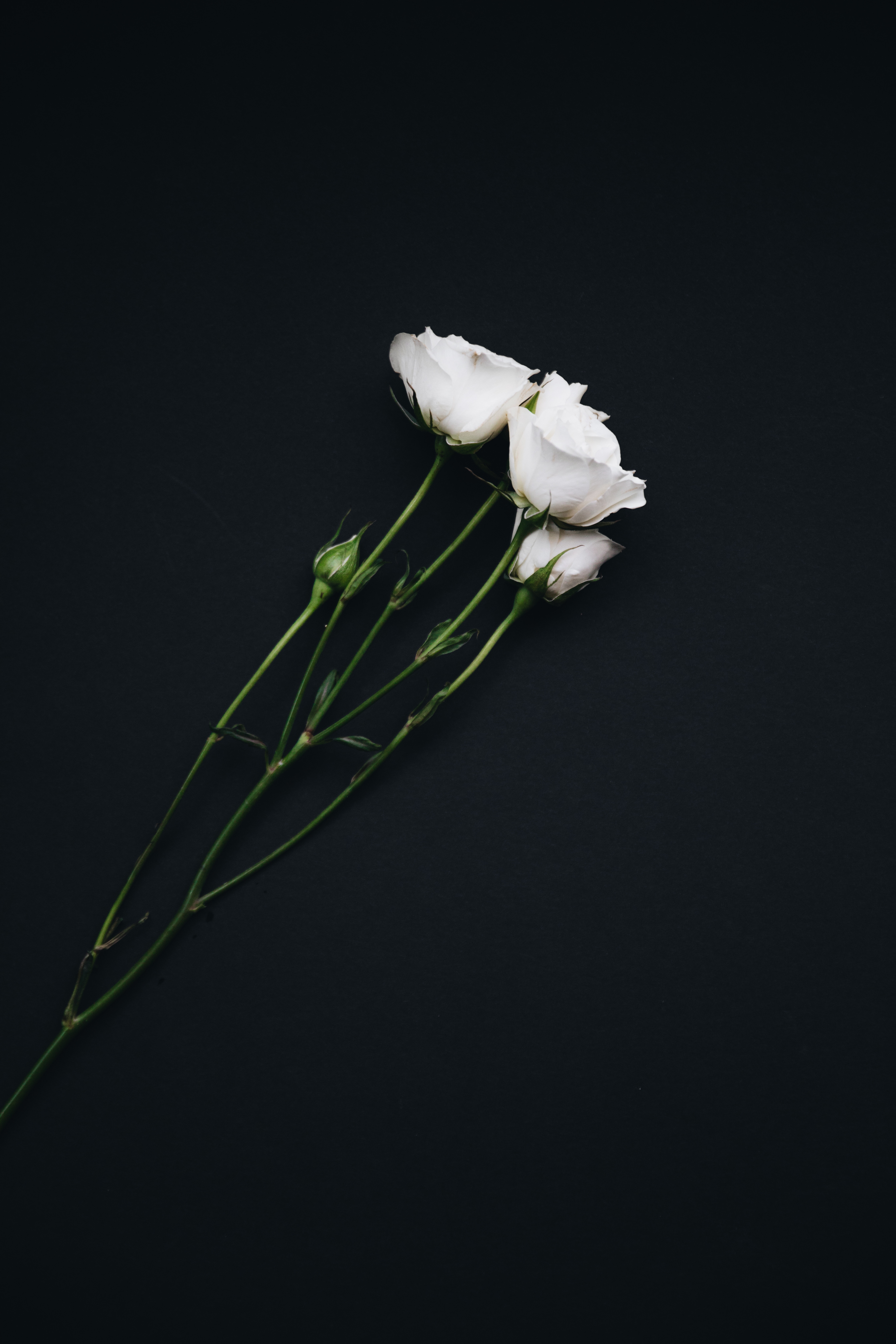 roses, black background, flowers, white, bouquet HD wallpaper