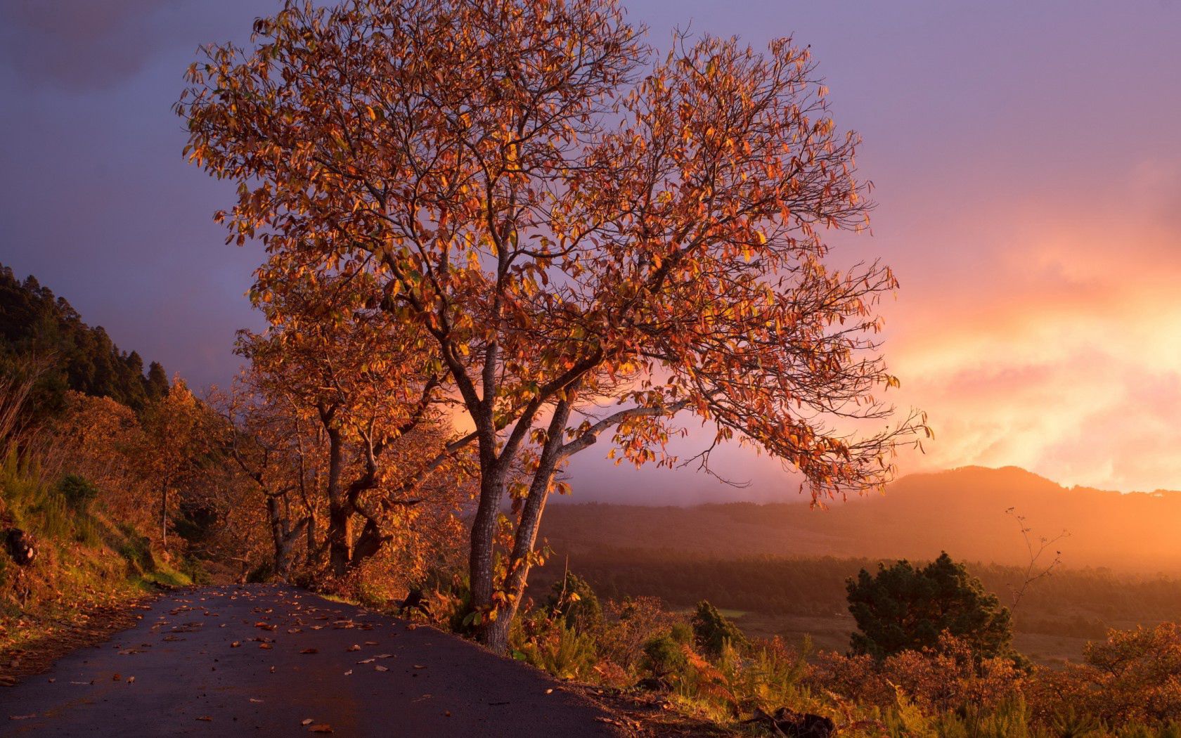 Handy-Wallpaper Herbst, Bäume, Natur, Sunset, Laub kostenlos herunterladen.