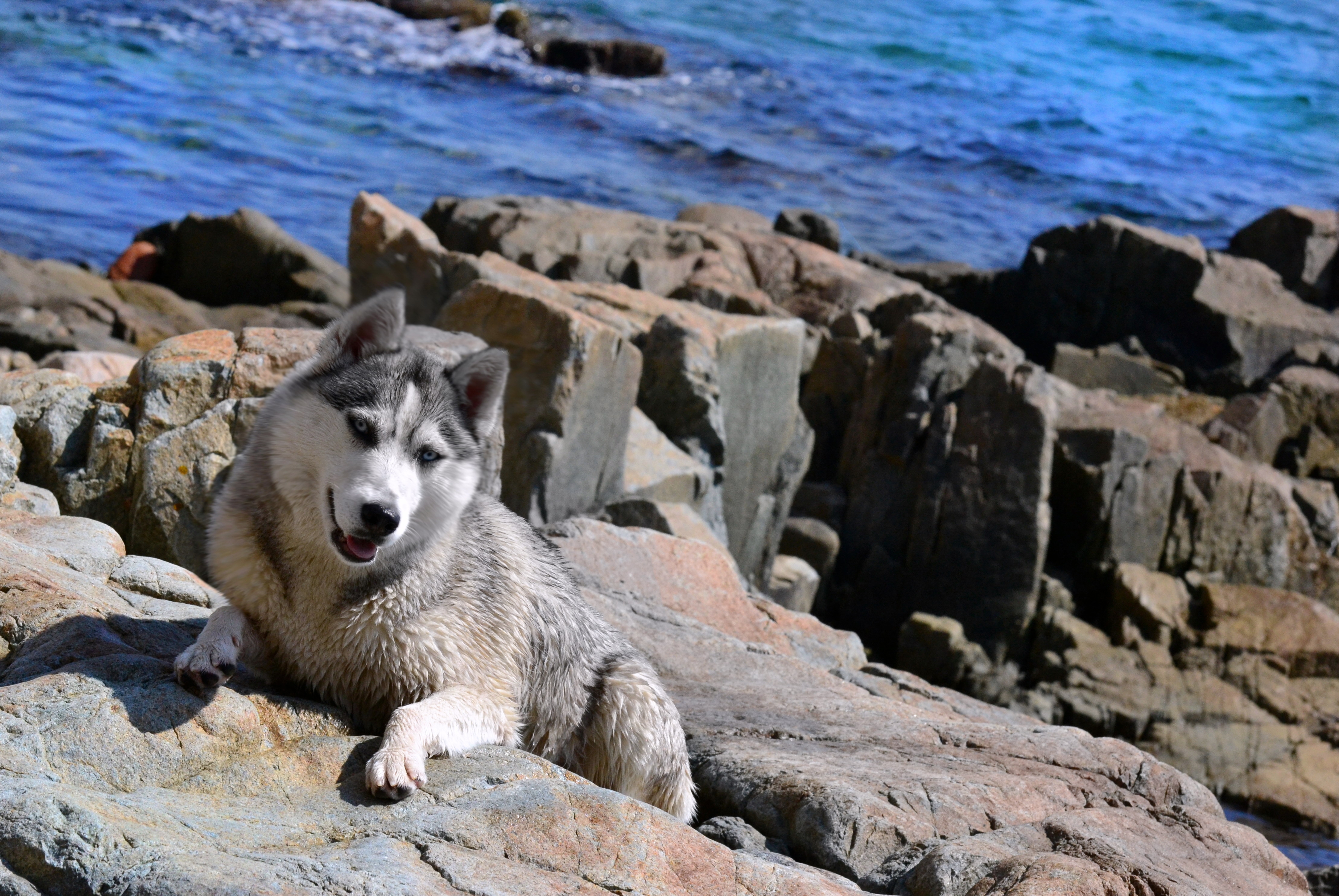 87674 скачать обои собака, животные, камни, море, берег, хаска - заставки и картинки бесплатно