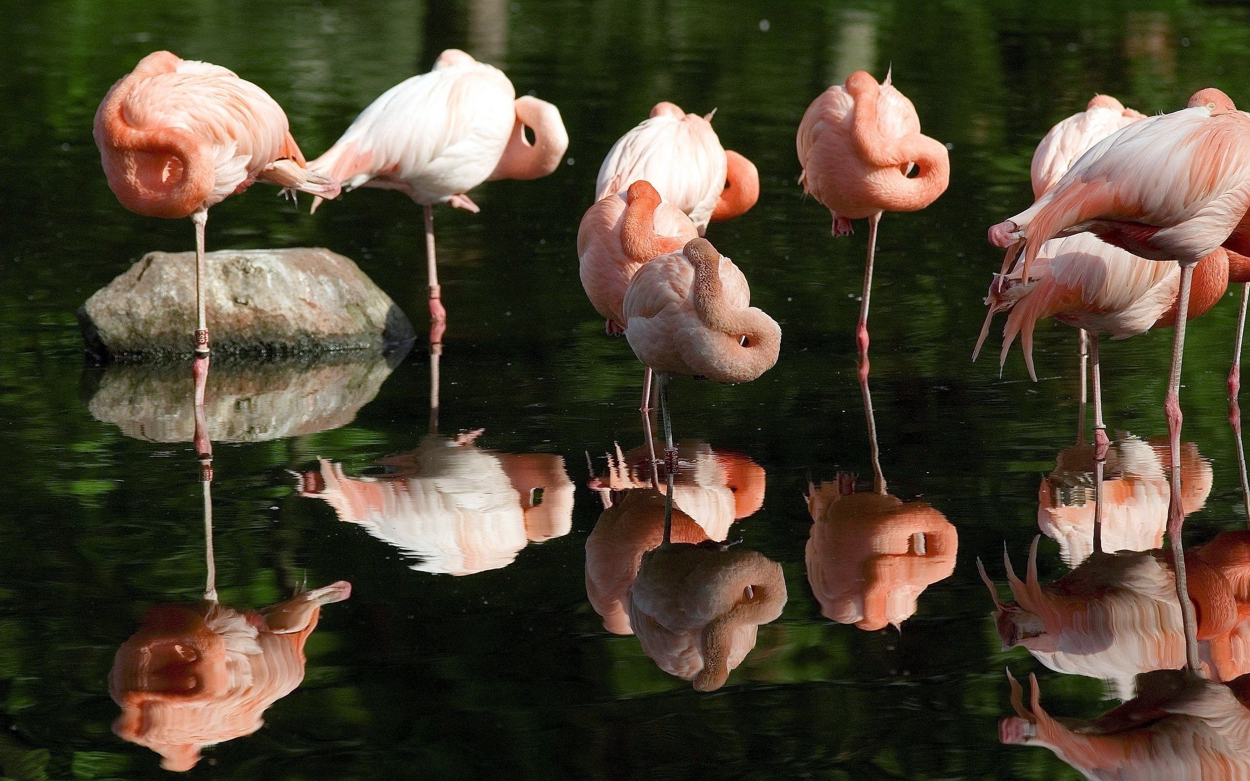 animals, grass, flamingo, swamp, flock Full HD