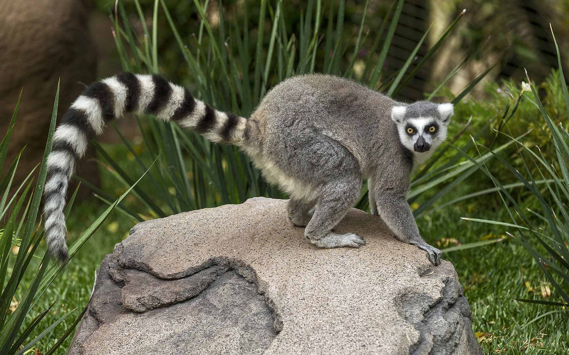 308635 Bild herunterladen tiere, lemur, affen - Hintergrundbilder und Bildschirmschoner kostenlos