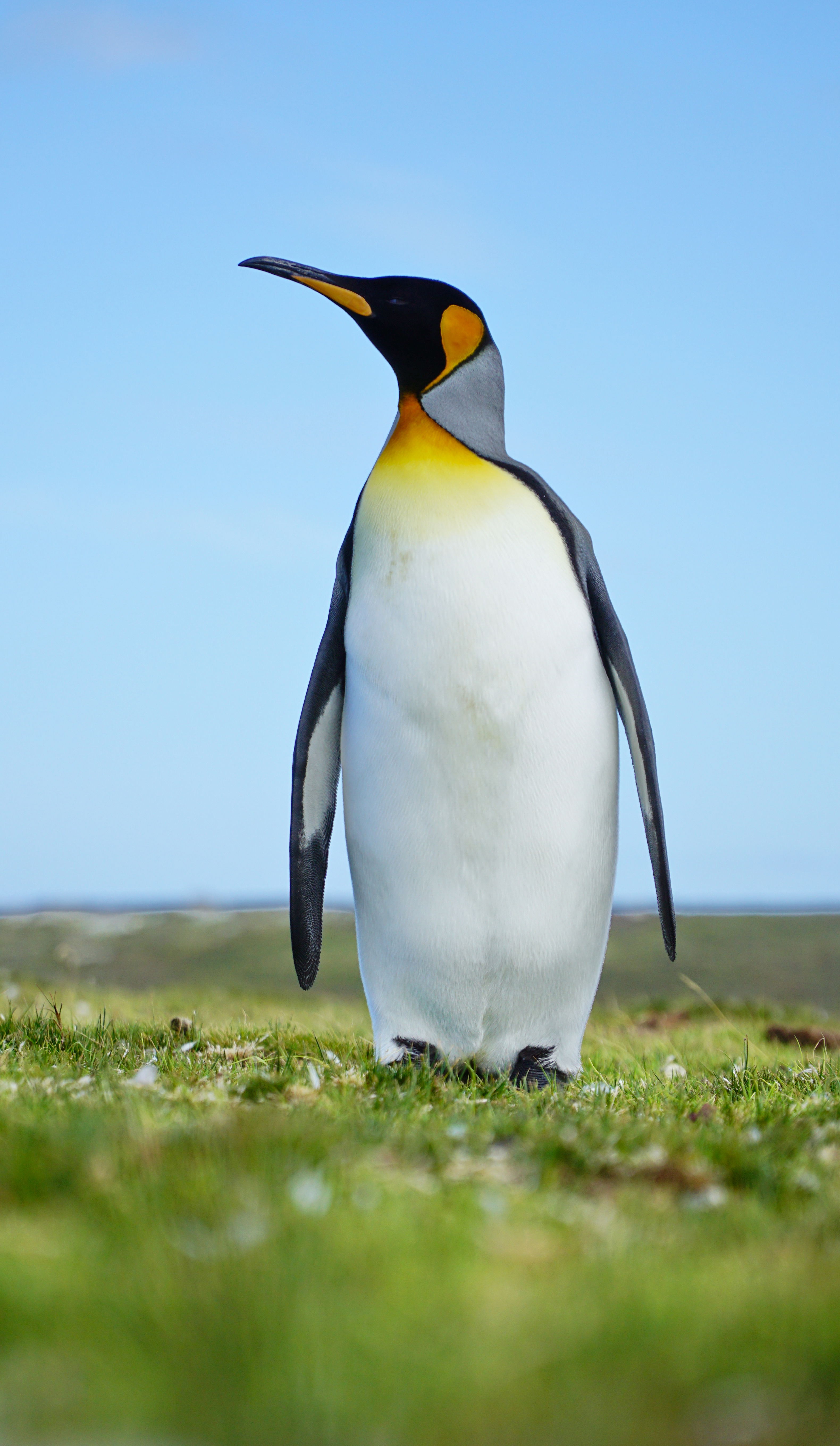 110129 Hintergrundbild herunterladen tiere, grass, vogel, wilde natur, wildlife, pinguin - Bildschirmschoner und Bilder kostenlos