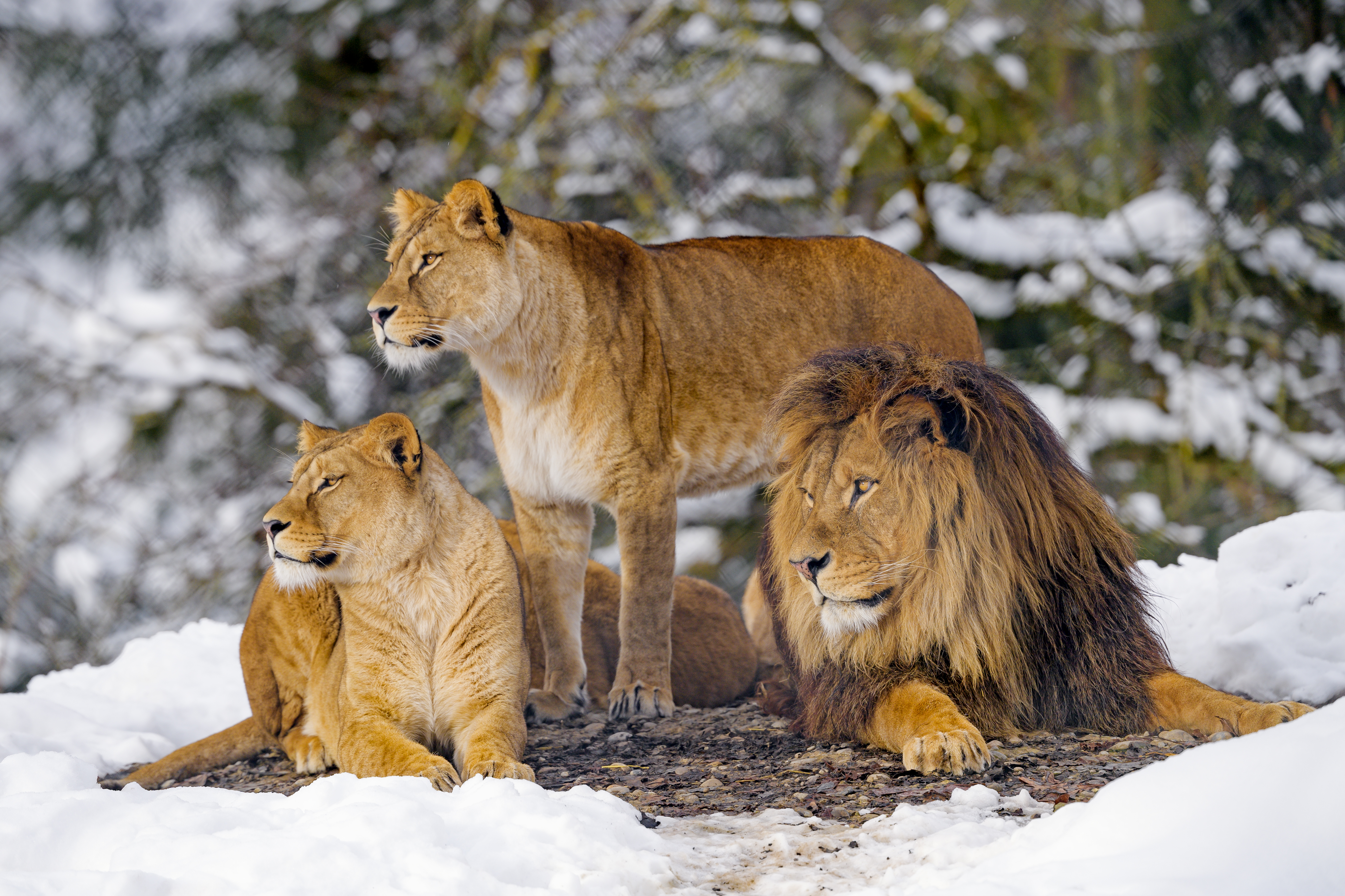 90090 descargar fondo de pantalla leones, animales, fauna silvestre, vida silvestre, depredadores: protectores de pantalla e imágenes gratis