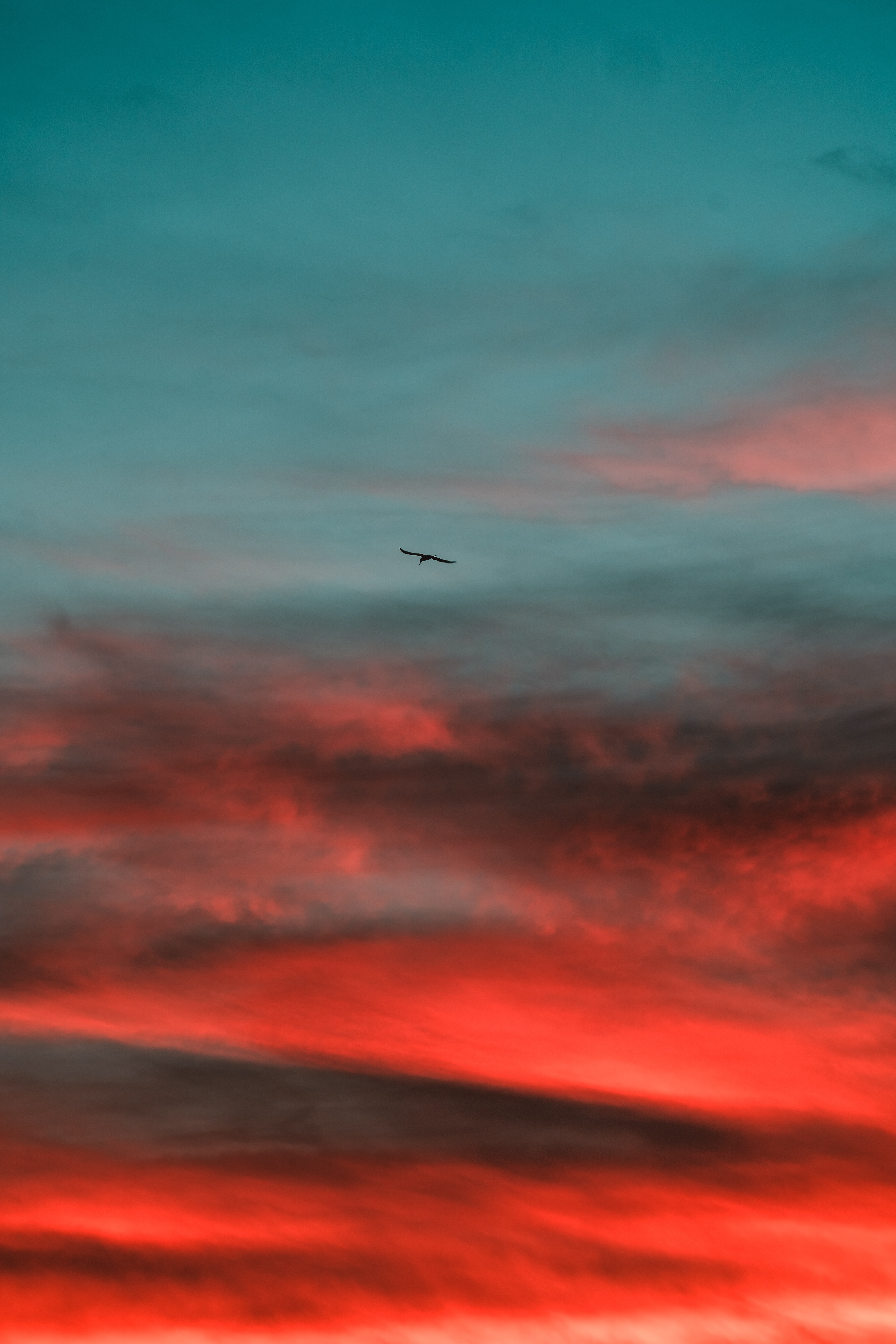 147645 скачать картинку закат, природа, небо, птица, крылья - обои и заставки бесплатно