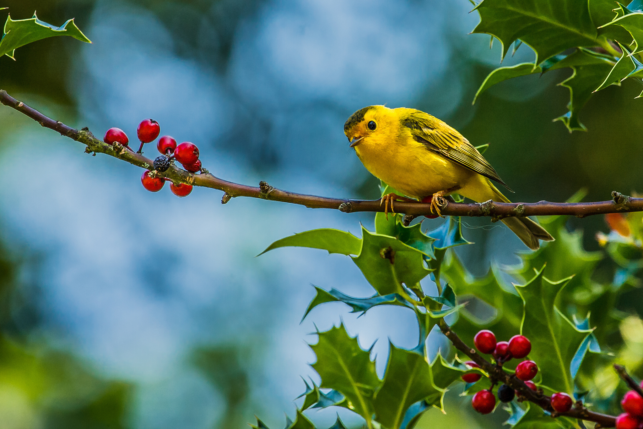 animal, warbler, bird, yellow warbler, birds Desktop Wallpaper