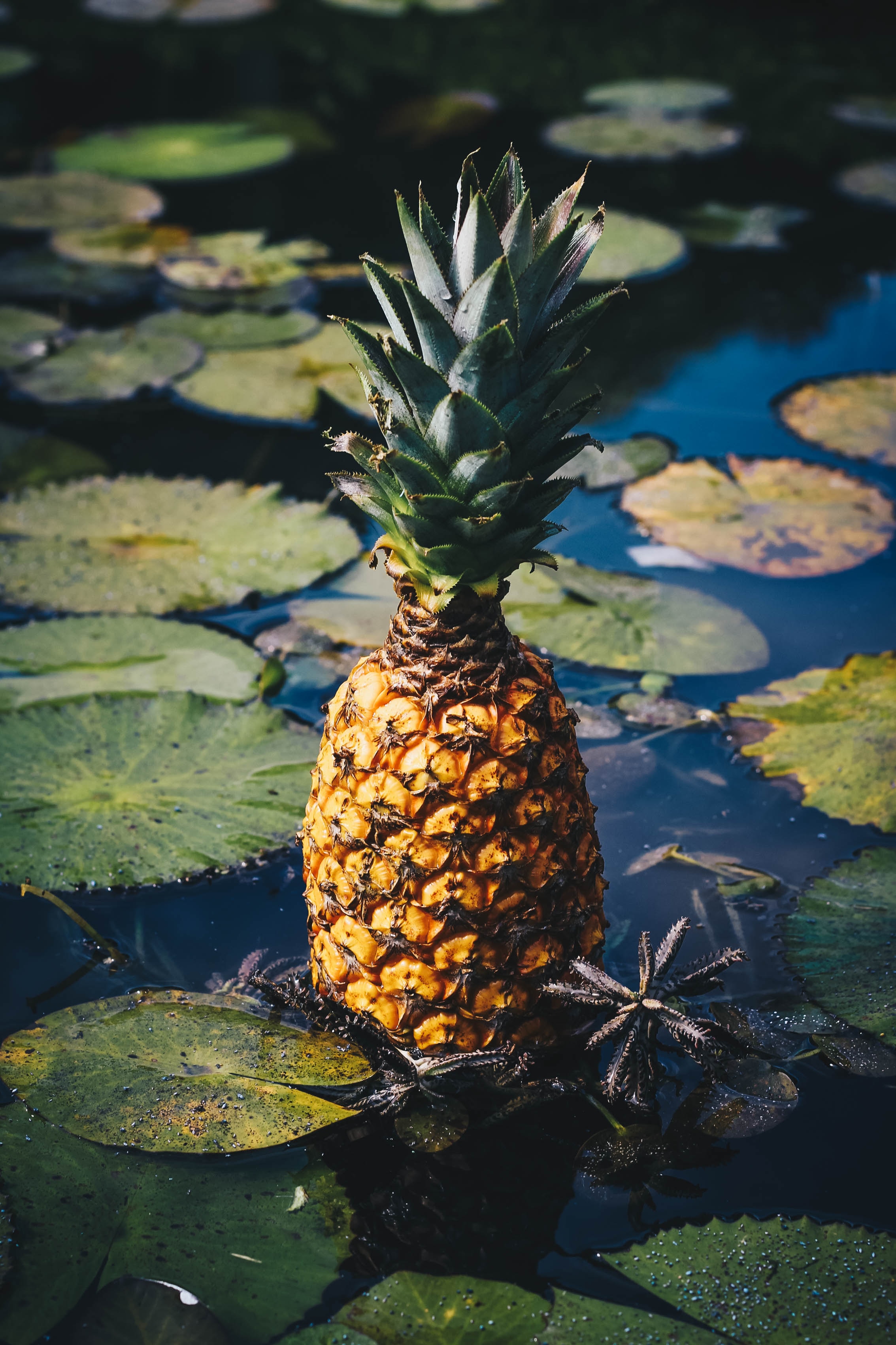 Download mobile wallpaper Miscellaneous, Exotic Fruit, Miscellanea, Pineapple, Swamp, Fruit for free.