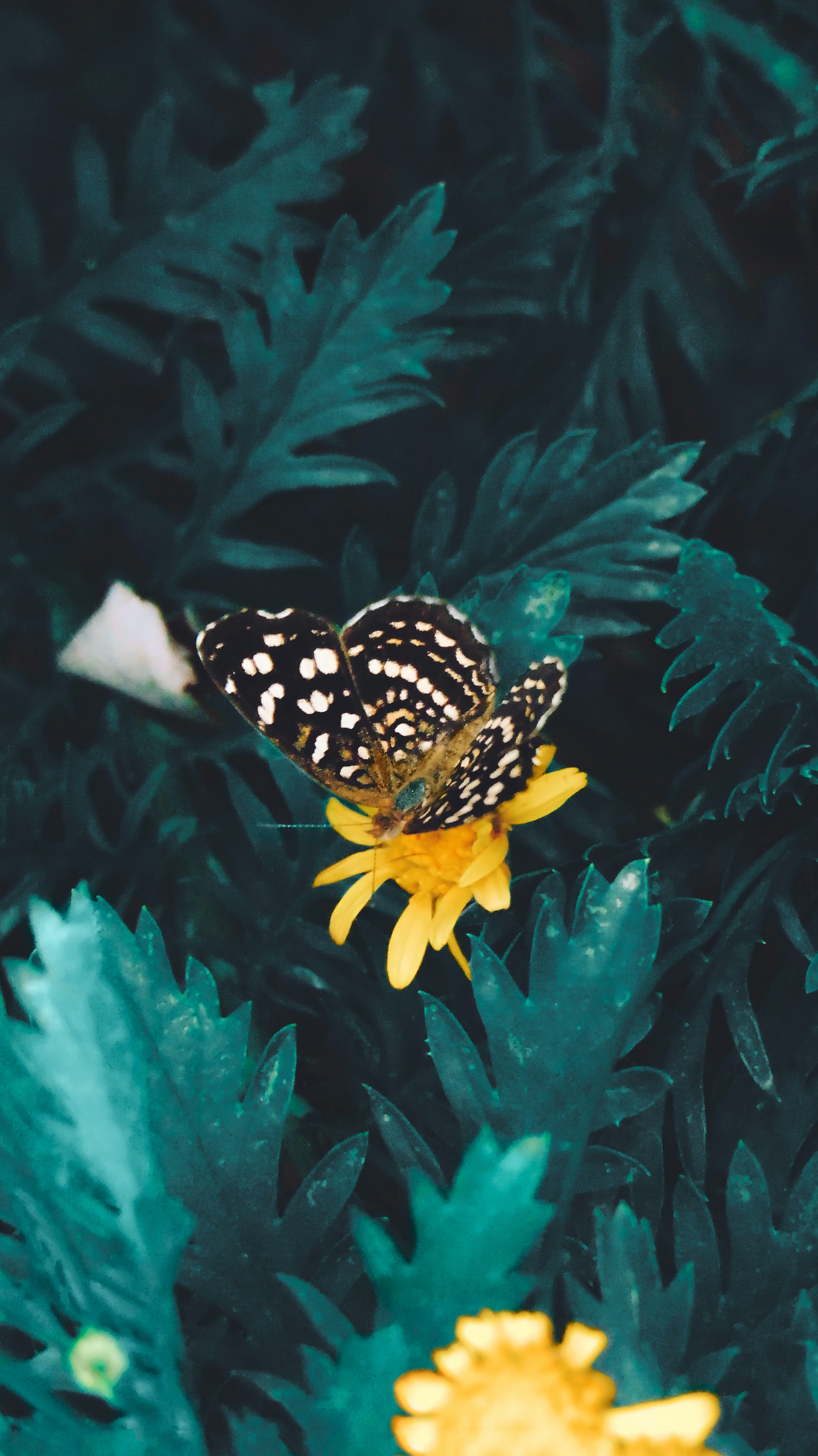 Laden Sie das Blume, Schmetterling, Tiere-Bild kostenlos auf Ihren PC-Desktop herunter