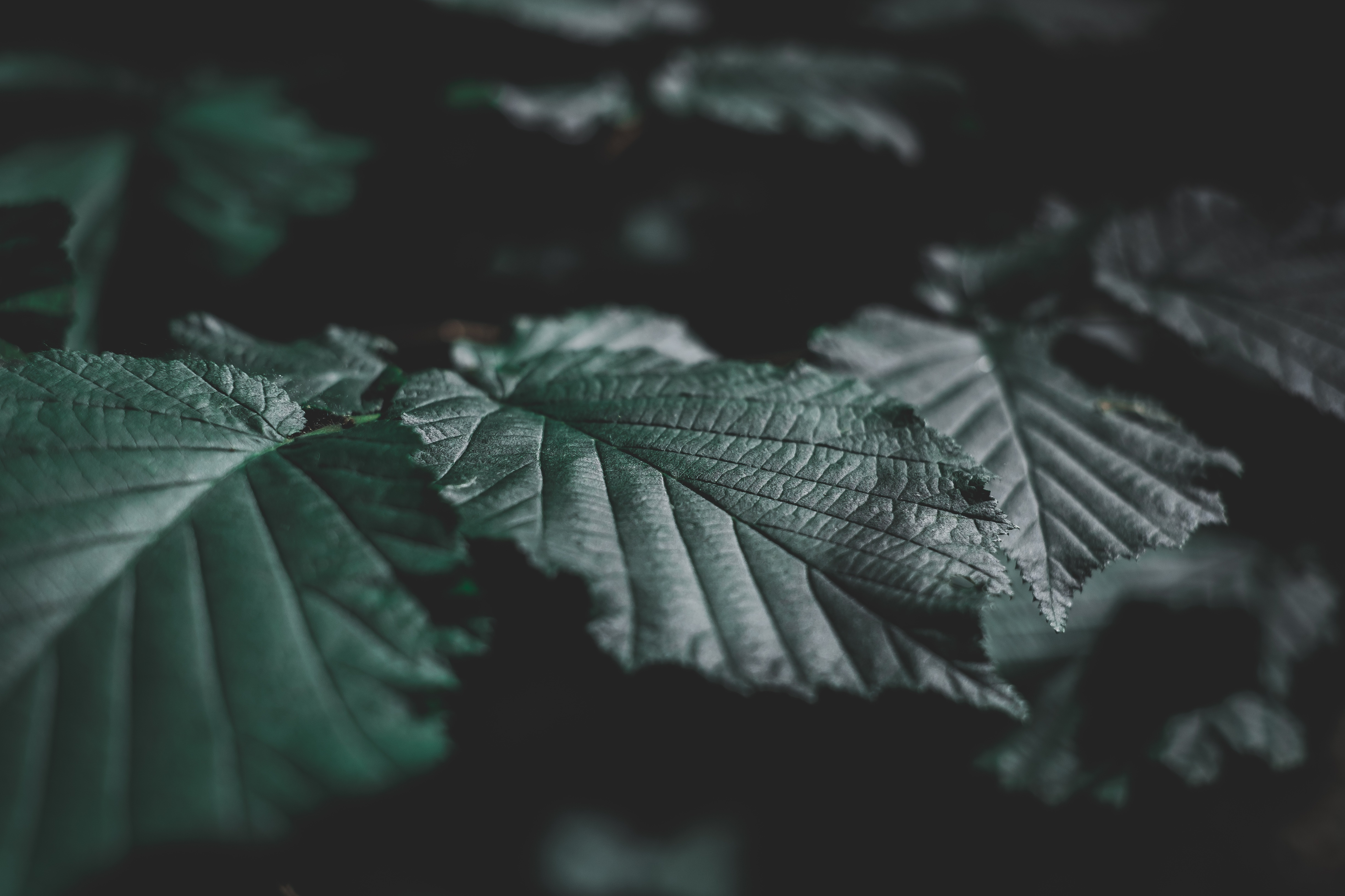 leaves, dark, close up, veins