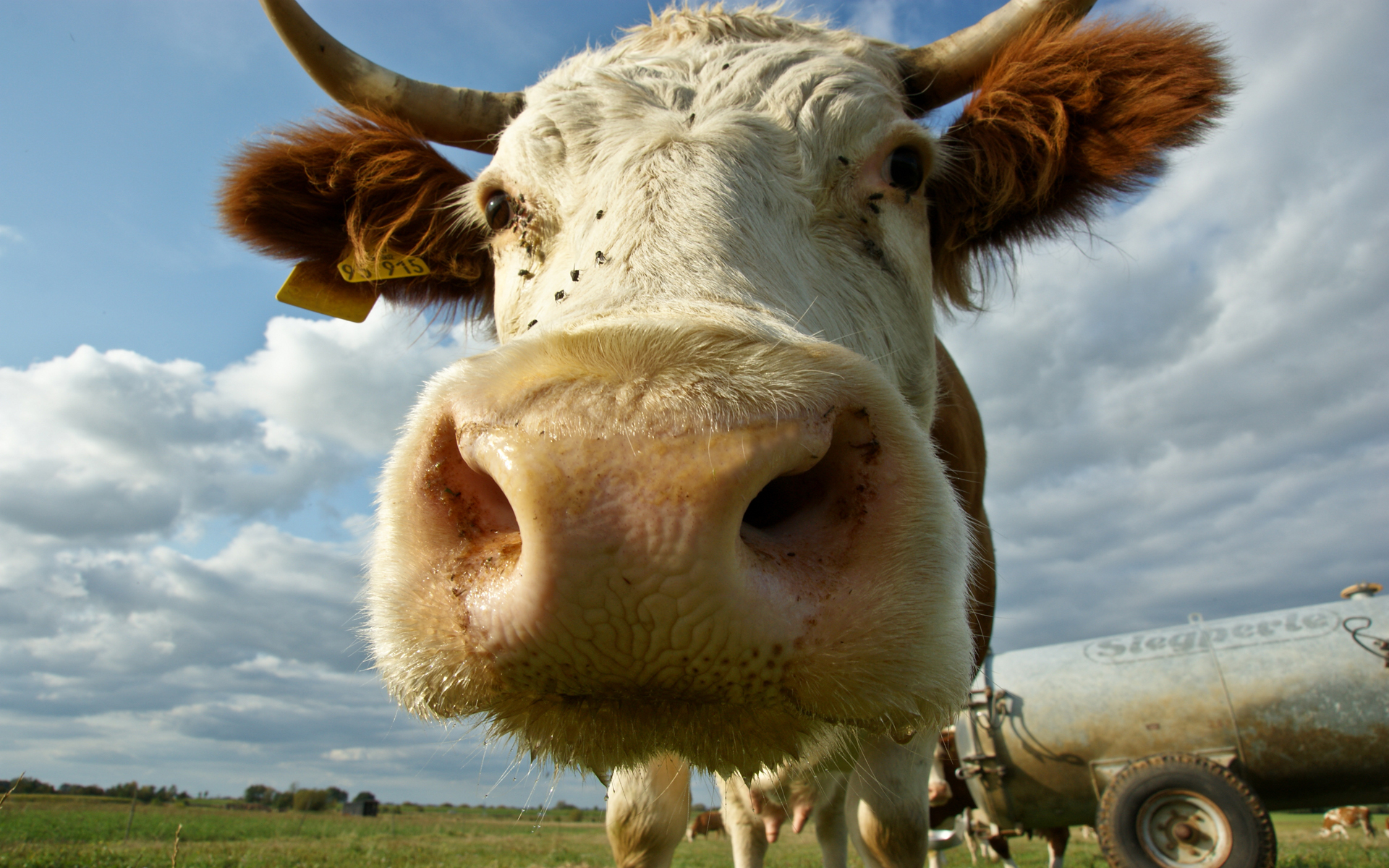 248240 descargar imagen vaca, animales: fondos de pantalla y protectores de pantalla gratis