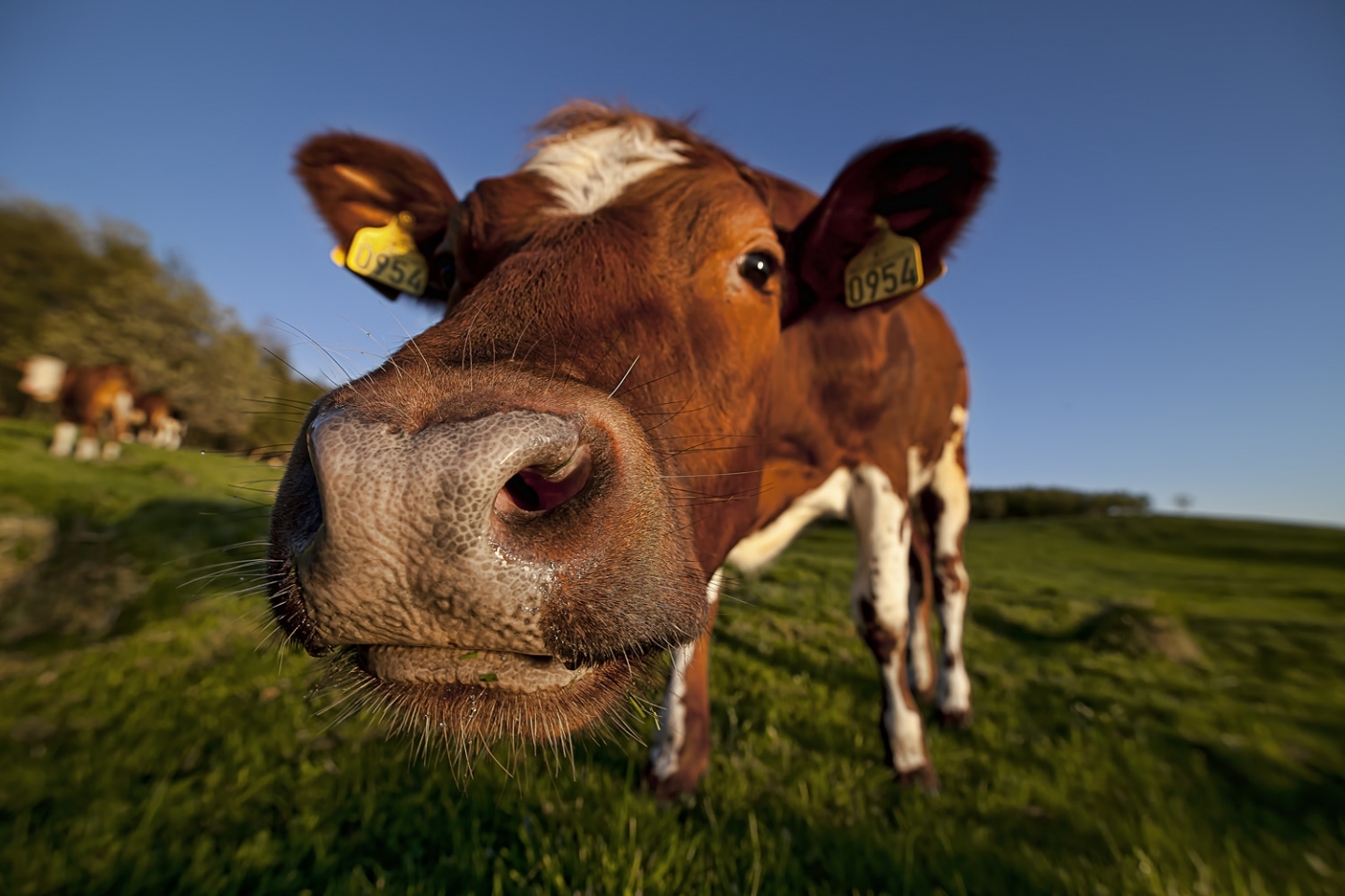 Descarga gratuita de fondo de pantalla para móvil de Vacas, Animales.