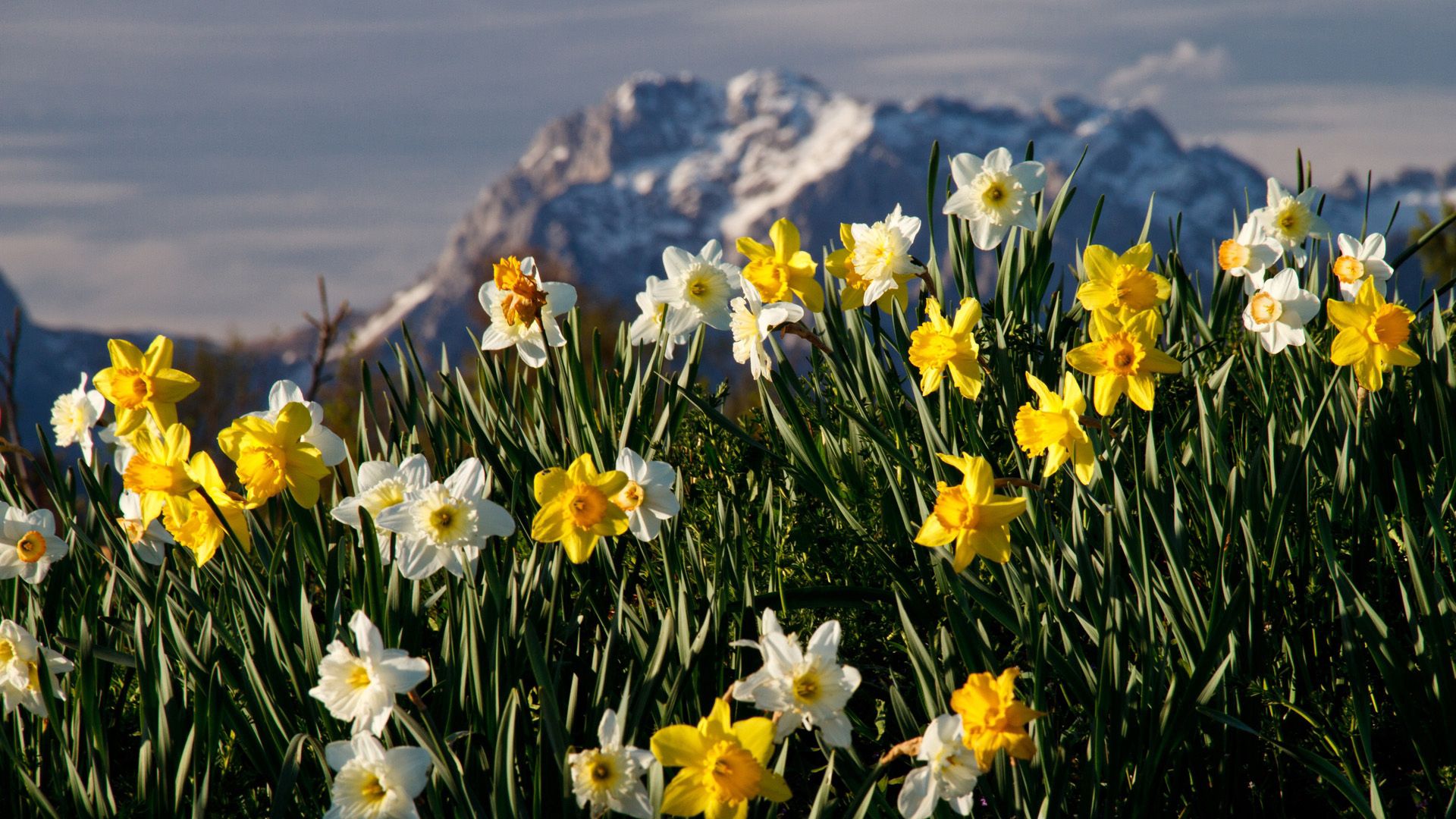 Free download wallpaper Flowers, Narcissussi, Plant, Nature on your PC desktop