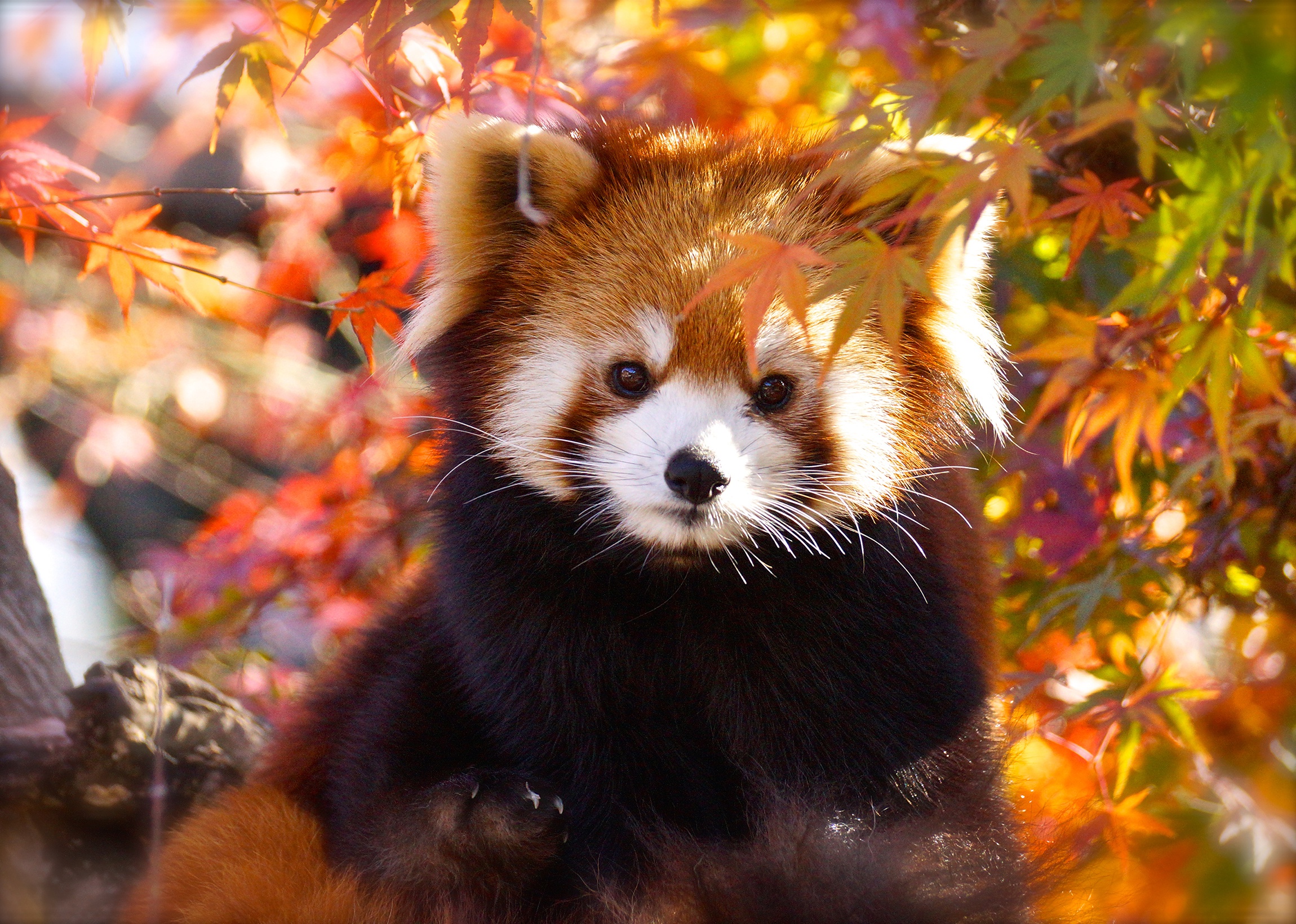 Красная панда фото на рабочий стол