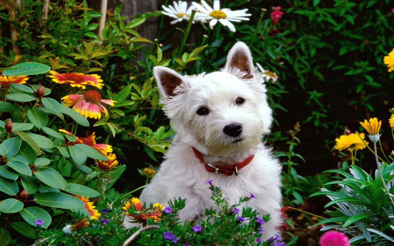 1080p West Highland White Terrier Hd Images