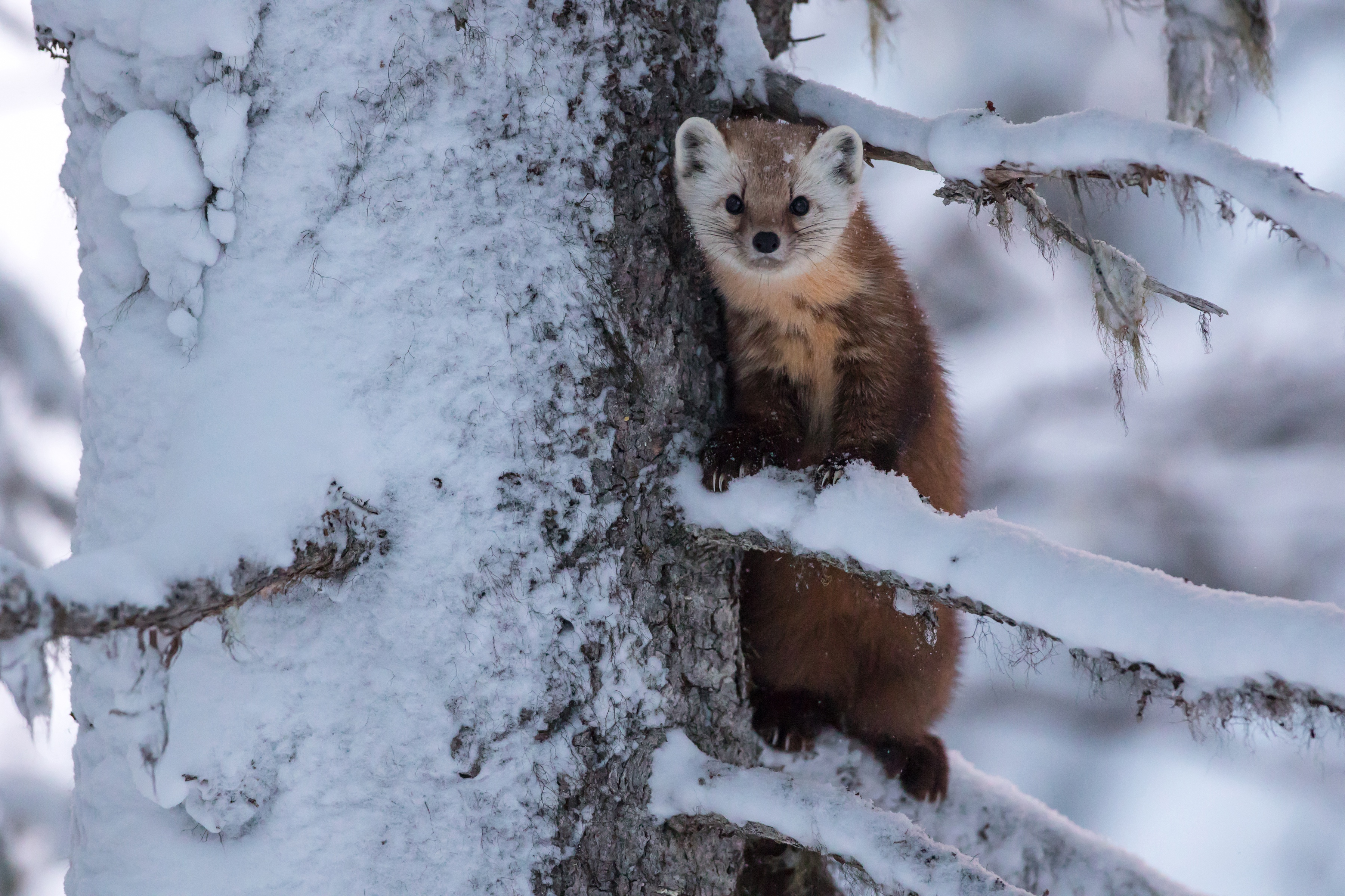  Marten HD Android Wallpapers