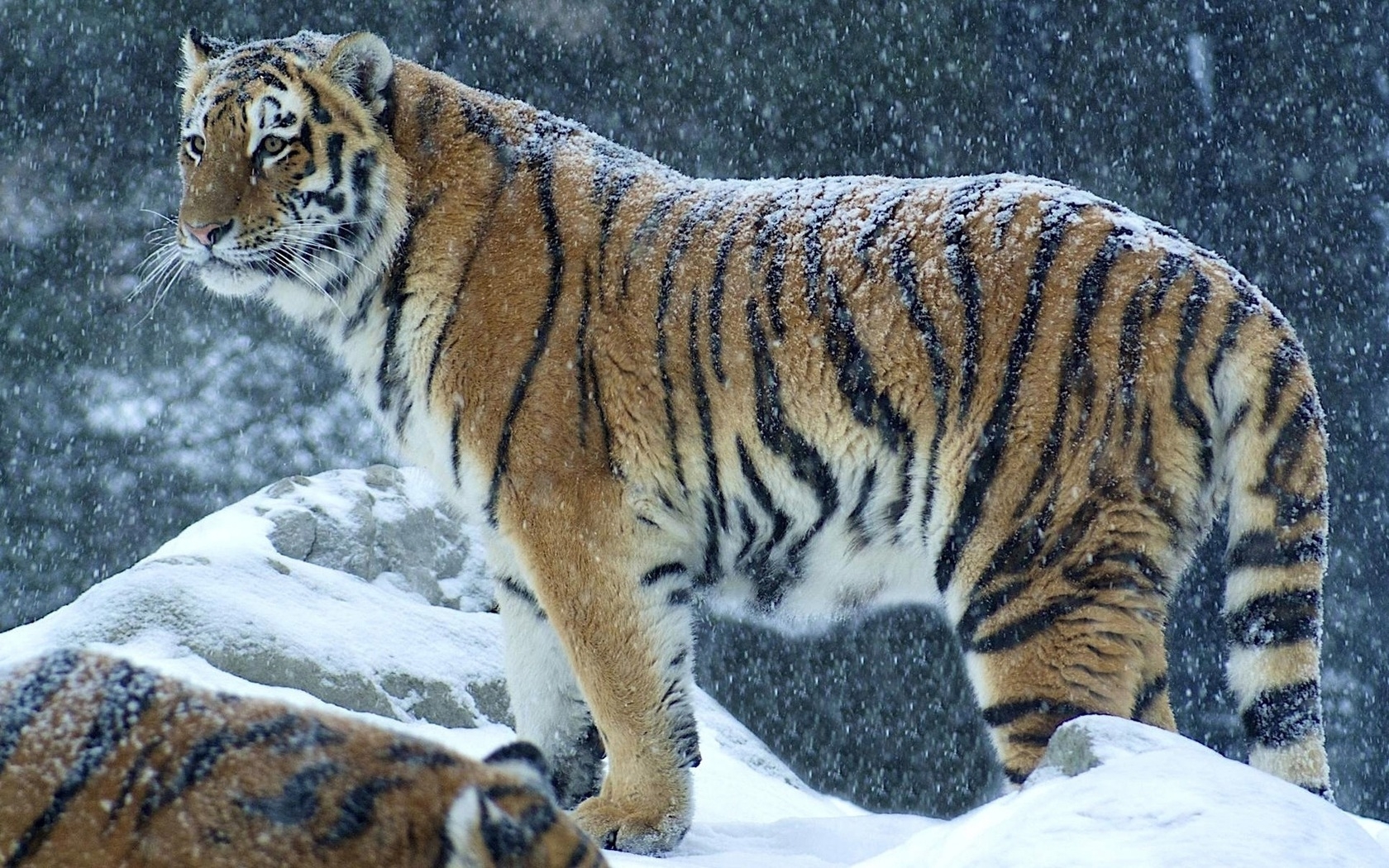 Cool Wallpapers tigers, animals