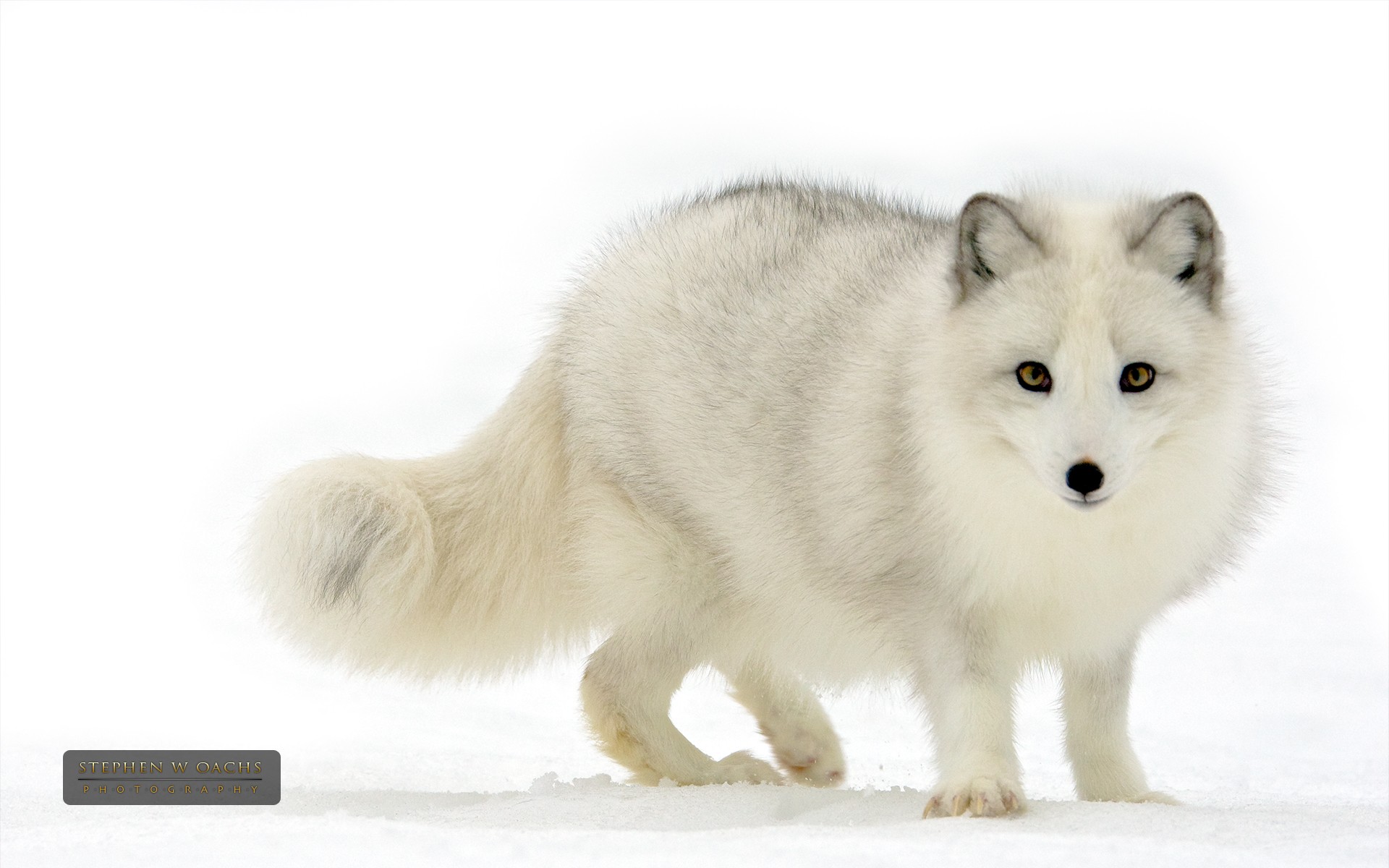 animal, arctic fox, fox, white, dogs HD wallpaper