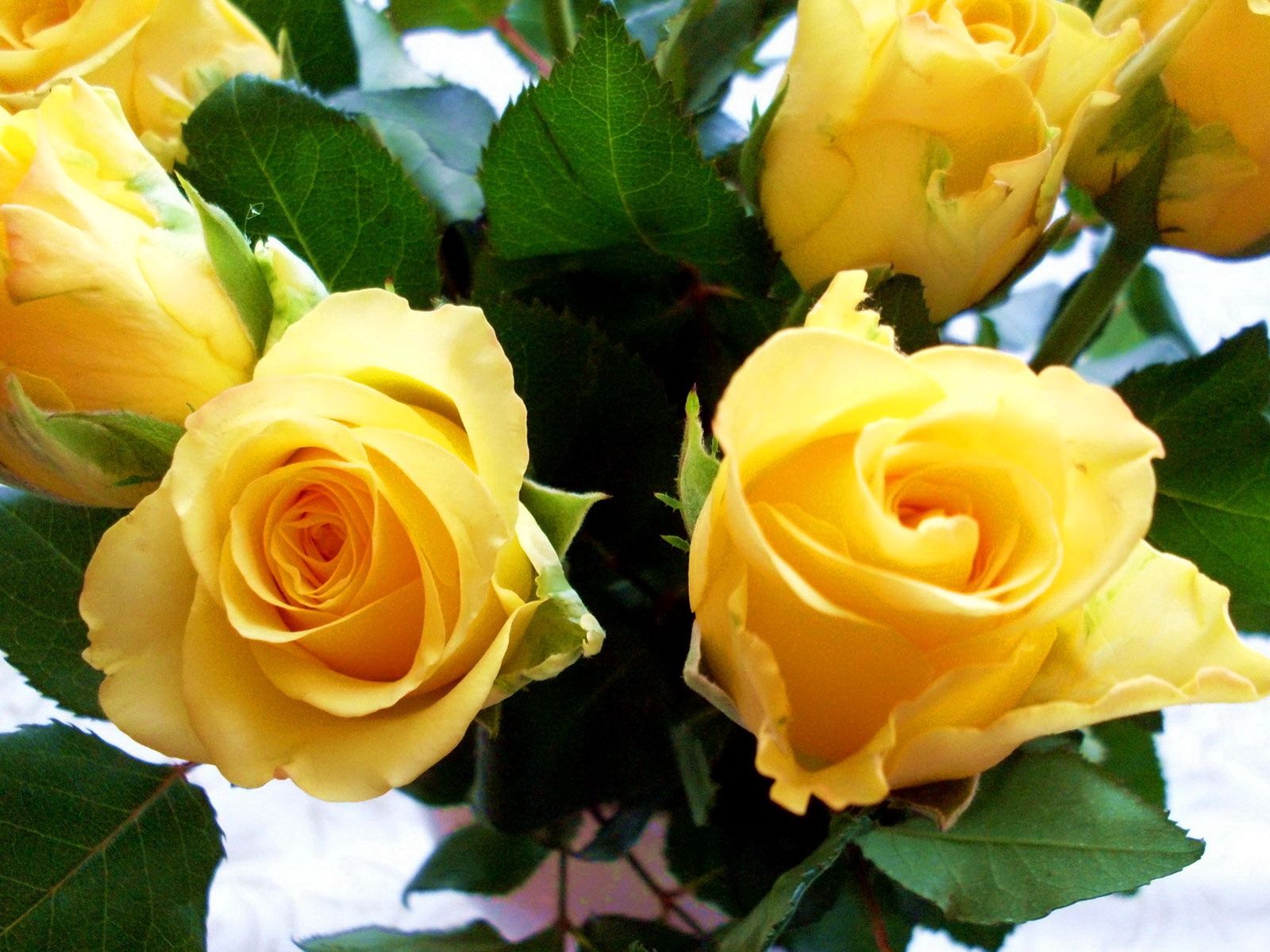 89173 descargar imagen flores, roses, amarillo, de cerca, primer plano, cogollos, brotes: fondos de pantalla y protectores de pantalla gratis