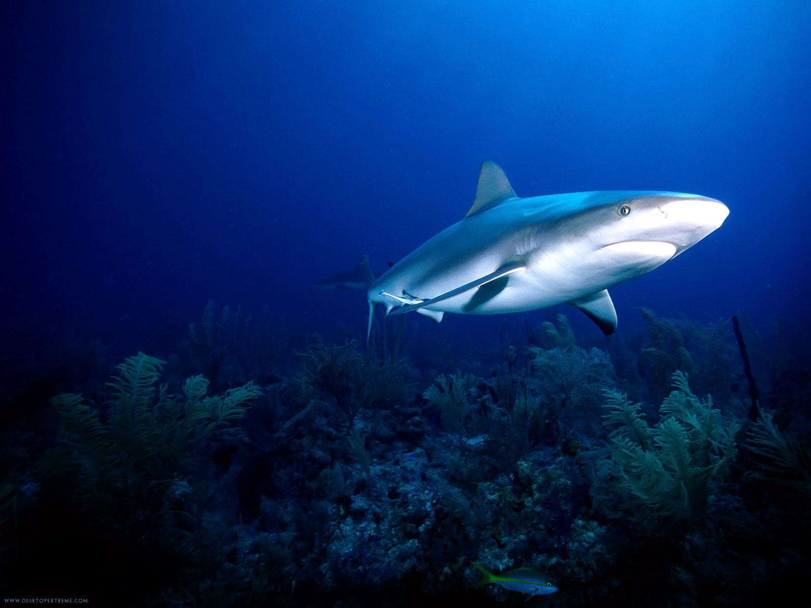 520769 descargar fondo de pantalla animales, tiburón, tiburones: protectores de pantalla e imágenes gratis