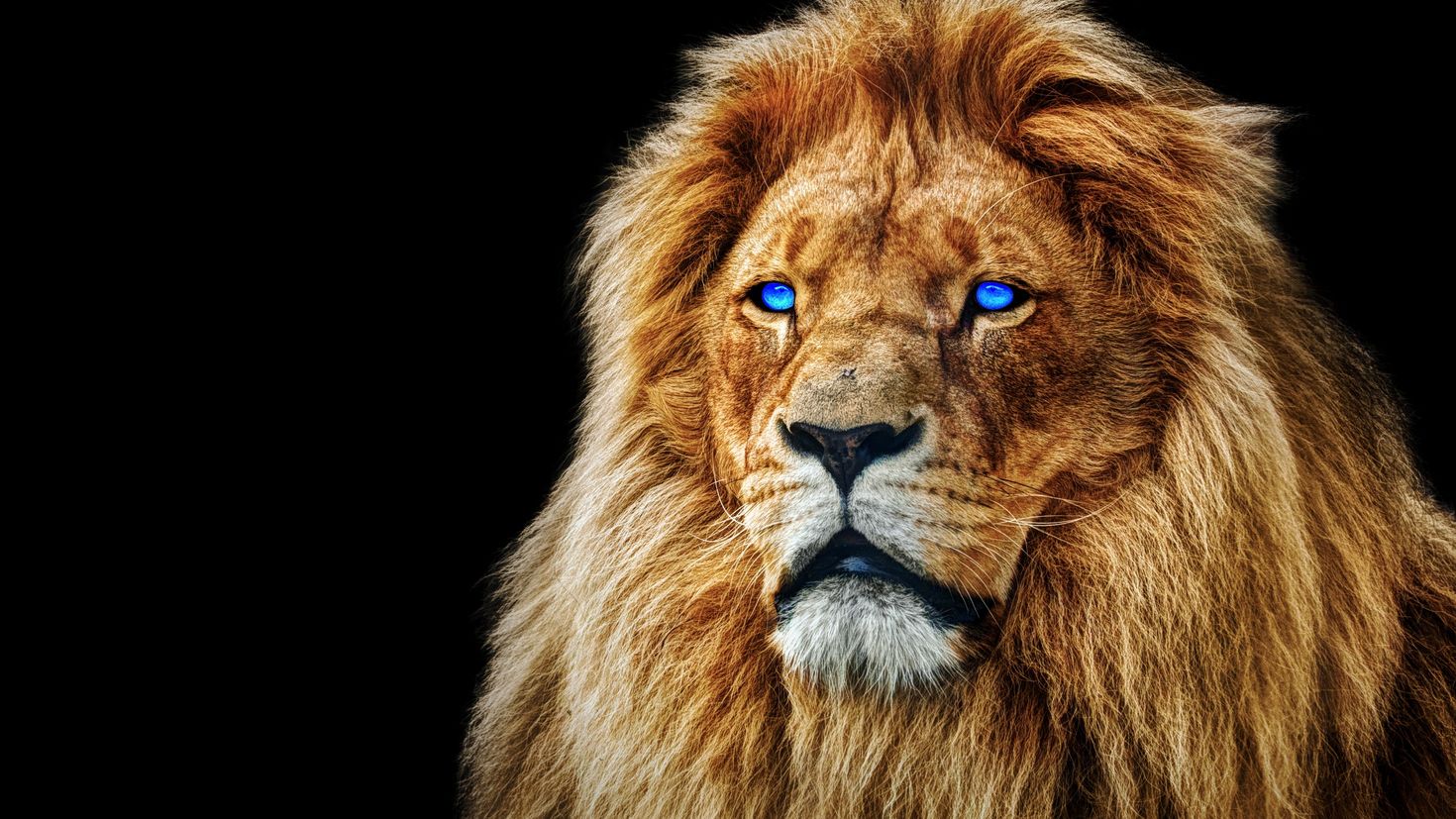 красивое фото льва на аватарку