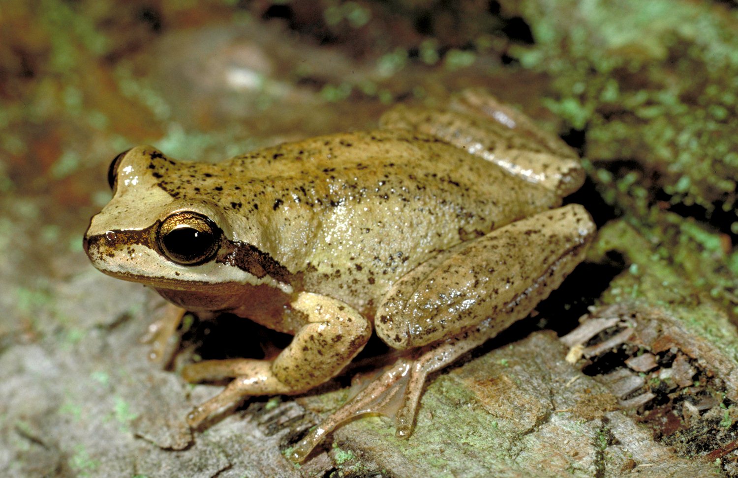 animal, tree frog, frog, frogs