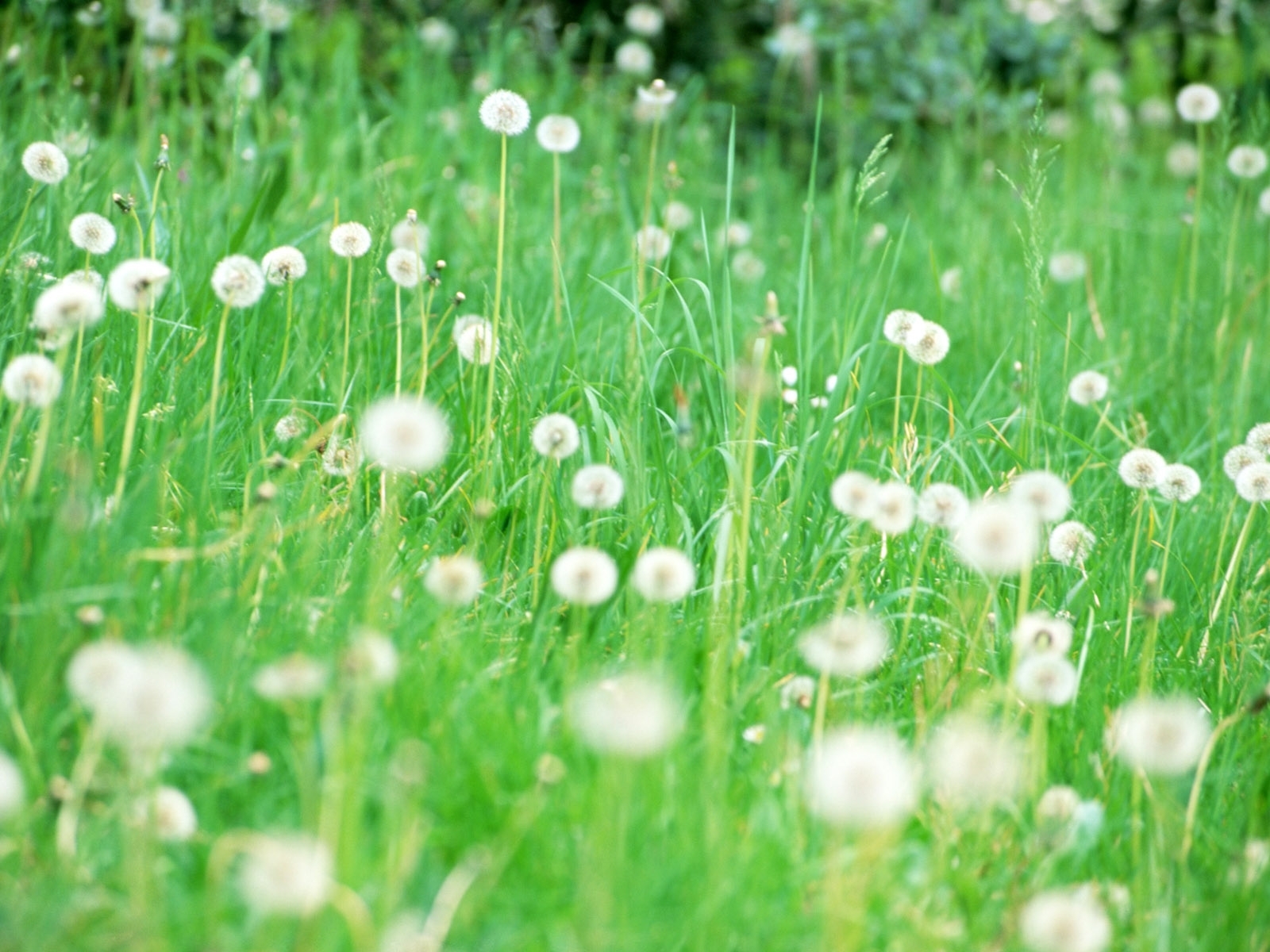 grass, plants, dandelions, green 4K Ultra
