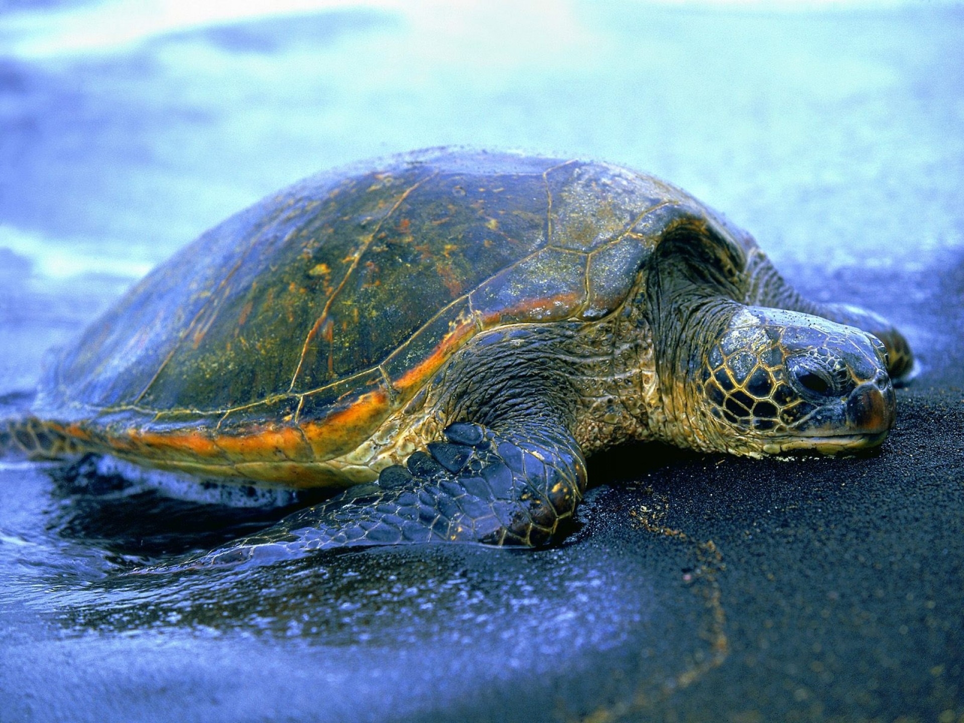 Download mobile wallpaper Shore, Bank, Animals, Carapace, Shell, Water, Turtle for free.