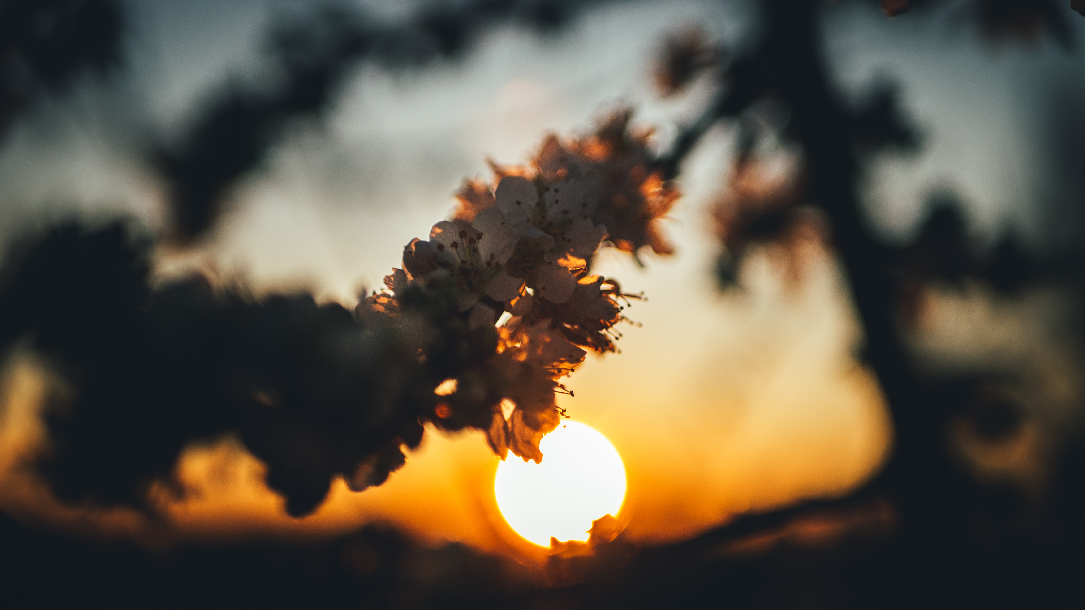 Laden Sie das Kirsche, Sun, Ast, Zweig, Sunset, Blumen-Bild kostenlos auf Ihren PC-Desktop herunter