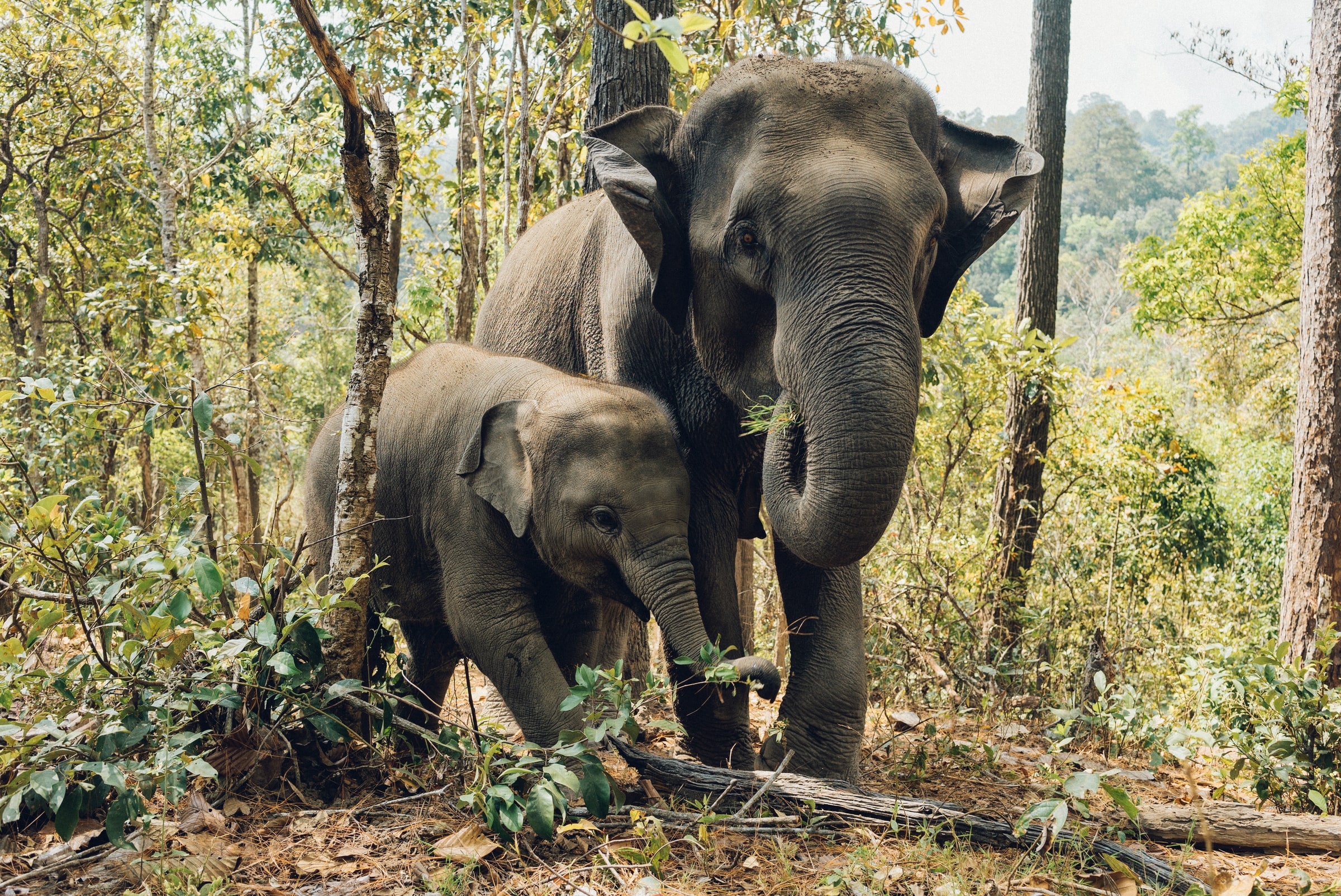 Слоны в джунглях