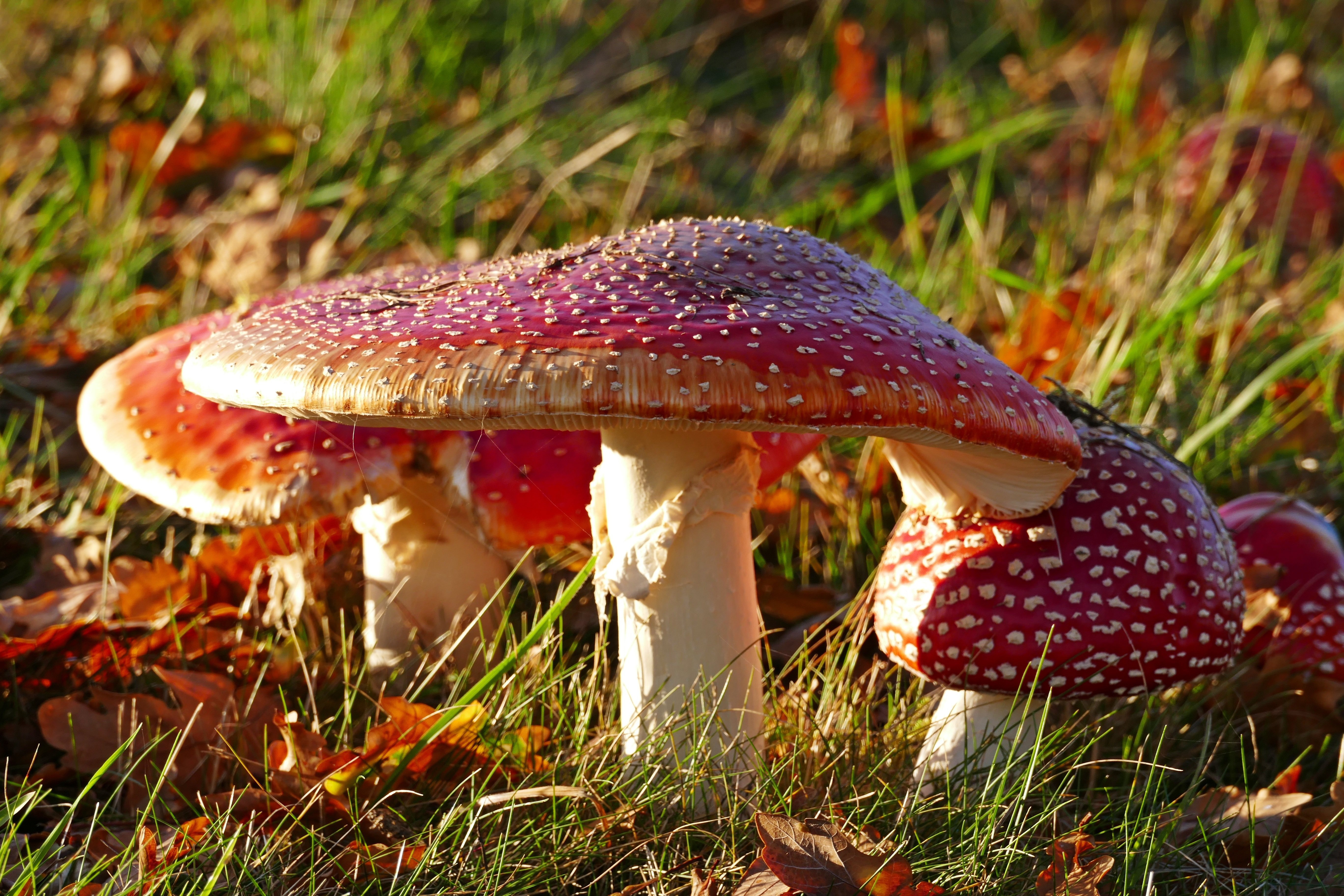 Download mobile wallpaper Grass, Macro, Earth, Mushroom, Fly Agaric for free.