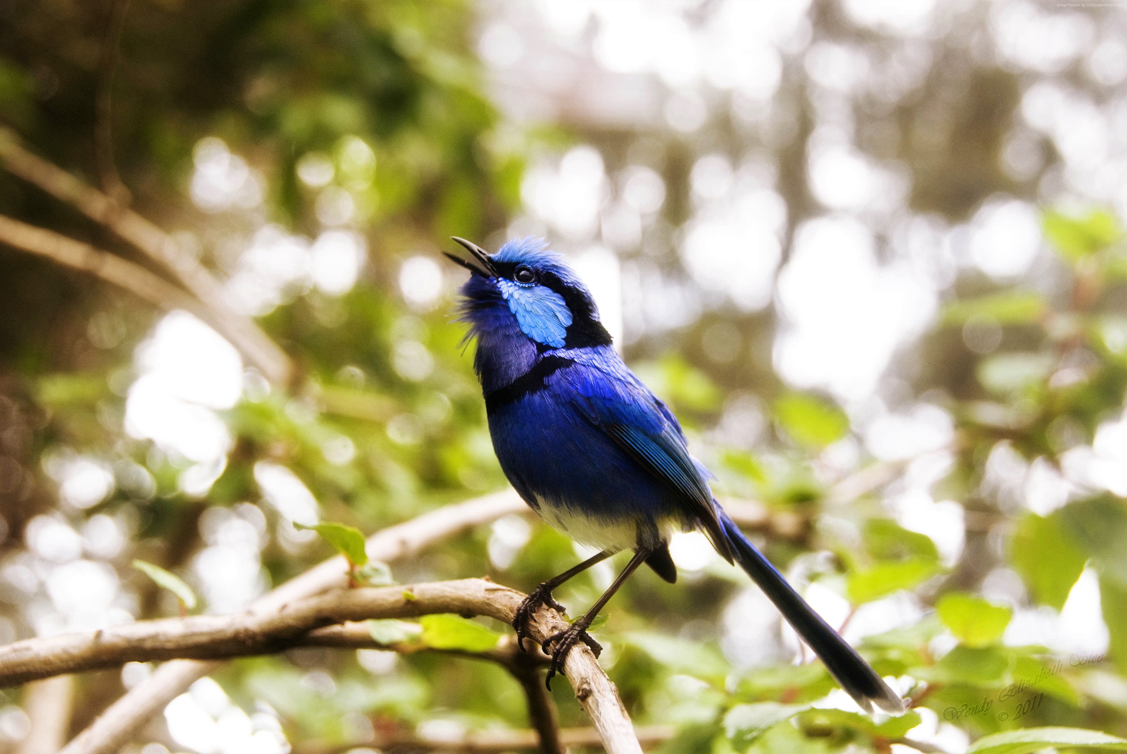 Маленькая синяя птичка