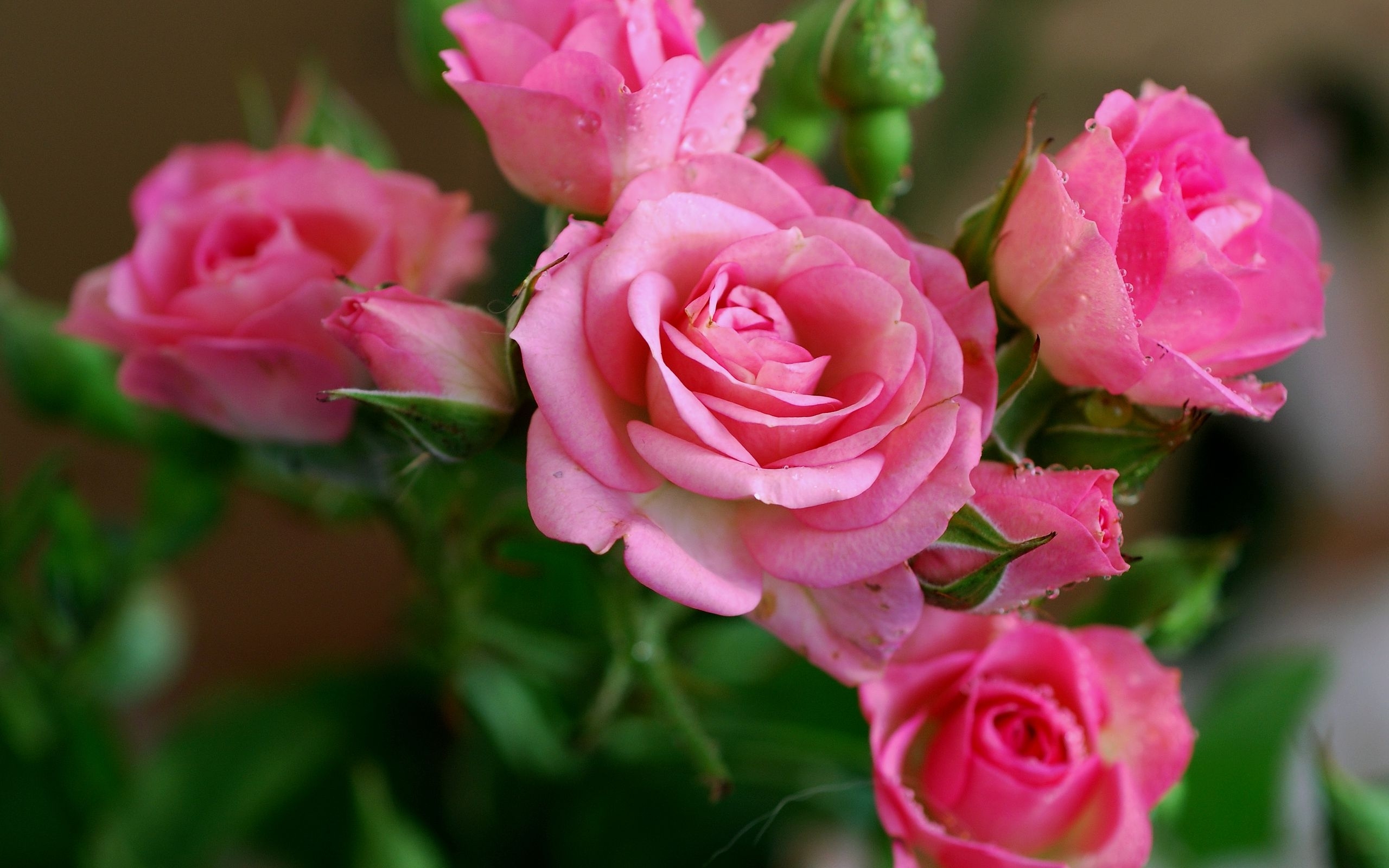 39203 descargar fondo de pantalla plantas, rojo, roses, flores: protectores de pantalla e imágenes gratis