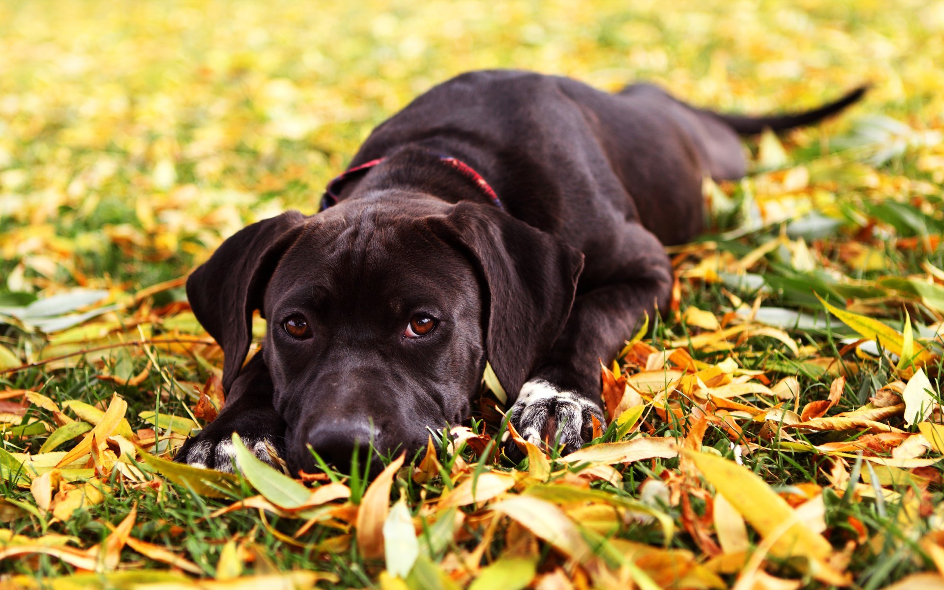 Download mobile wallpaper Animals, Autumn, Dogs for free.