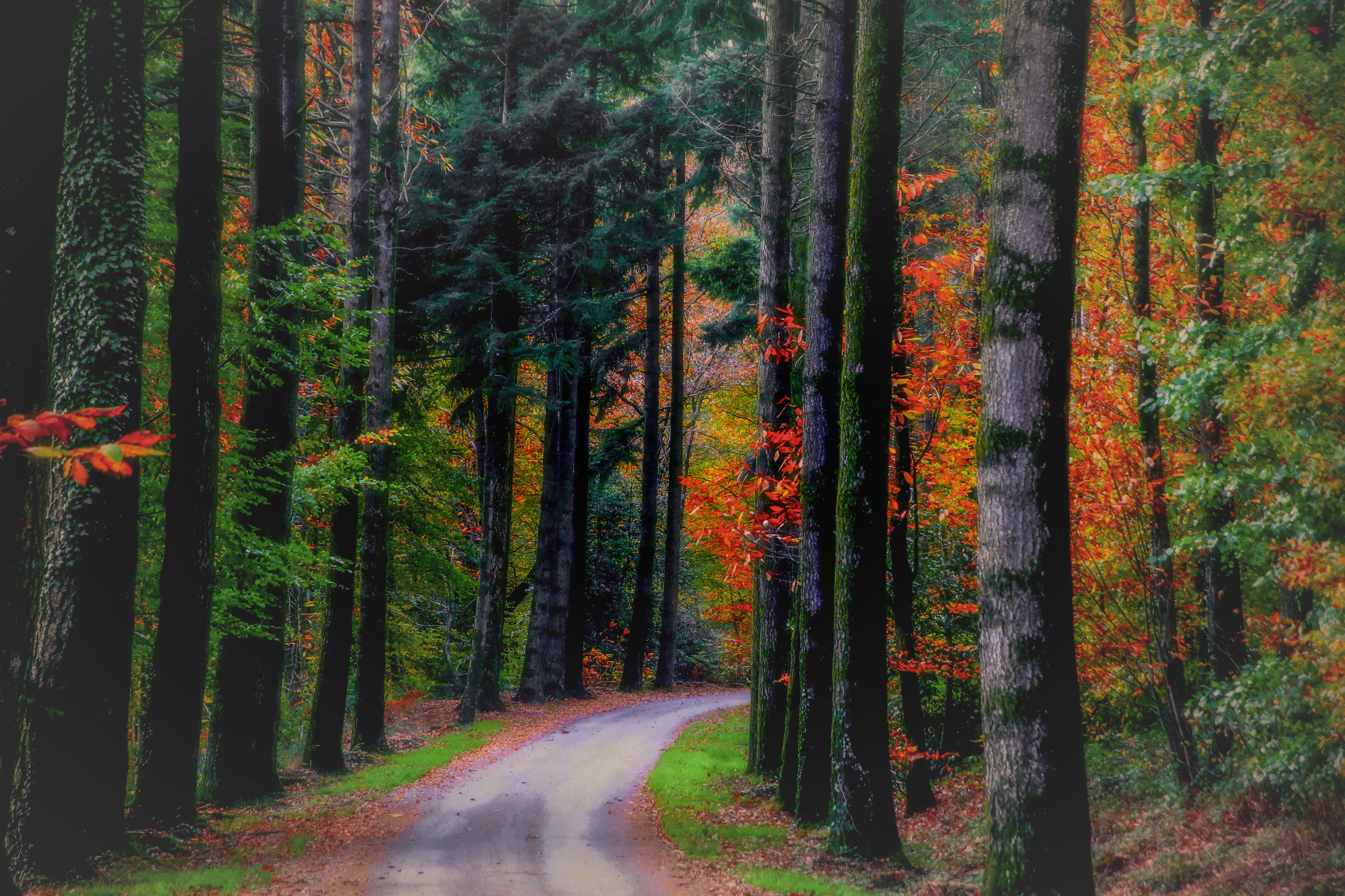 Осенний лес сосны дорога