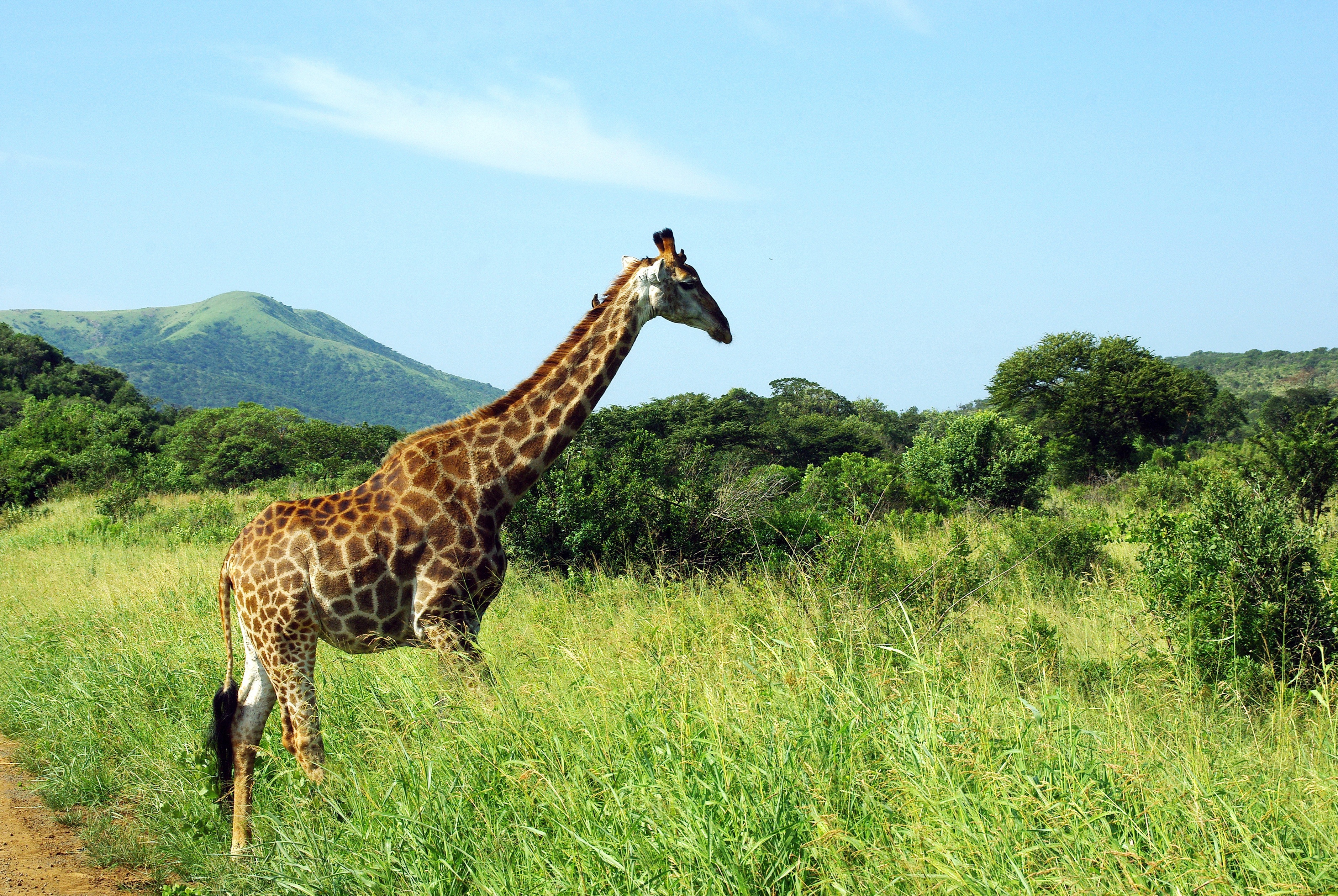 grass, animal, giraffe, landscape, national park, savannah